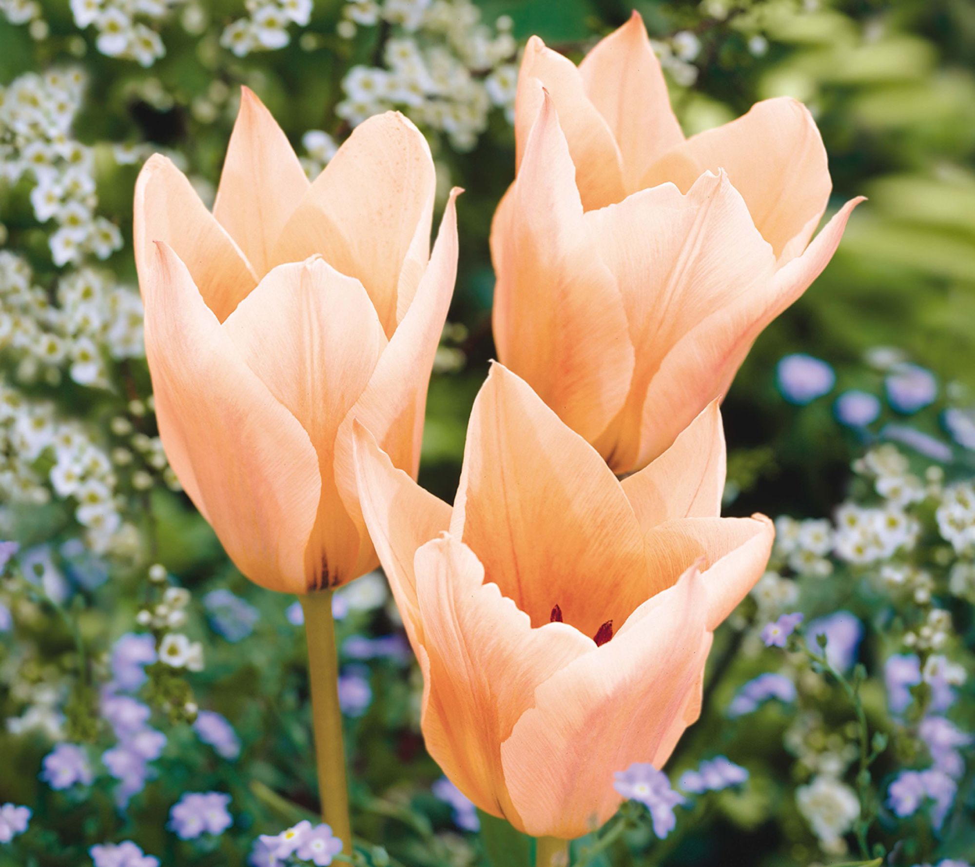 Ships 10/5/26 de Jager 18pc Apricot Tulips & Daffodils Live Bulbs