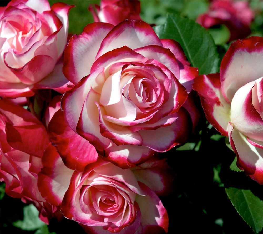 Roberta's 1pc Bloomables Cherry Parfait Rose Live Plant