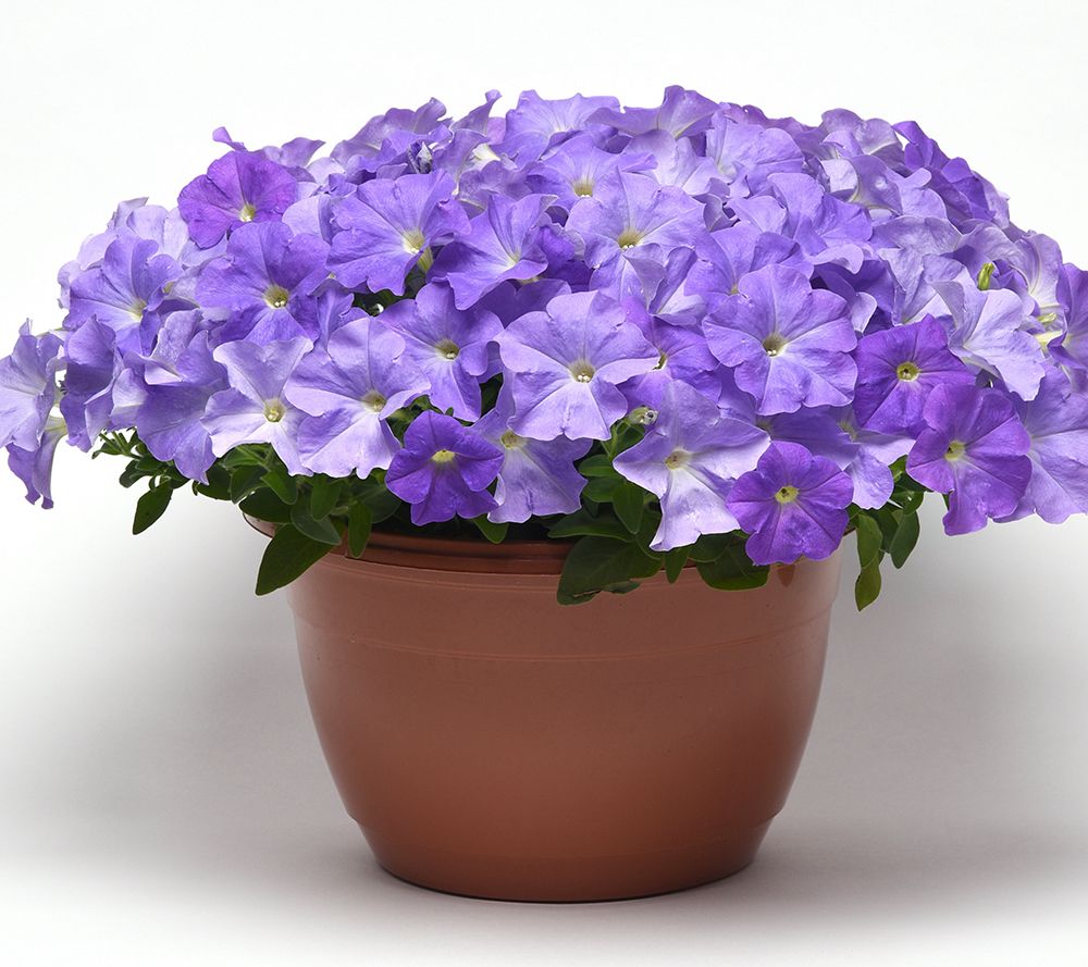 Phillip Watson Designs 3pc Extra Wave Sweet Taffy Petunia Plants