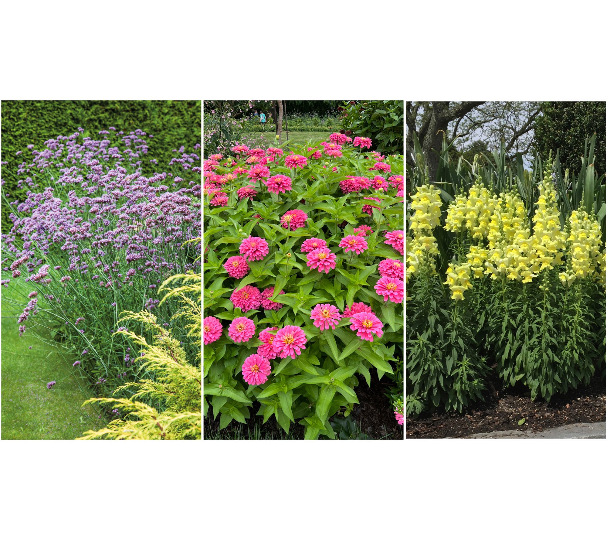 Roberta's 6-Piece Cut Flower Garden Live Plants By Sandra