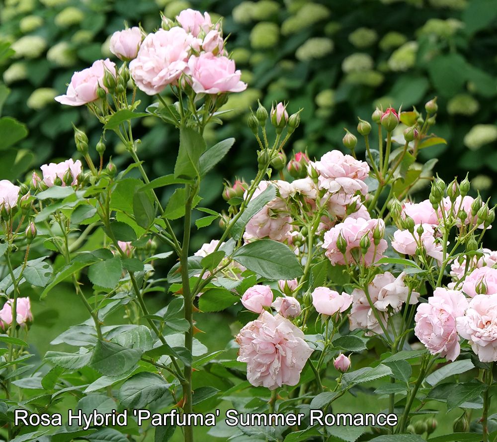 Girl Next Door 1-Piece Summer Romance Shrub Rose Live Plant