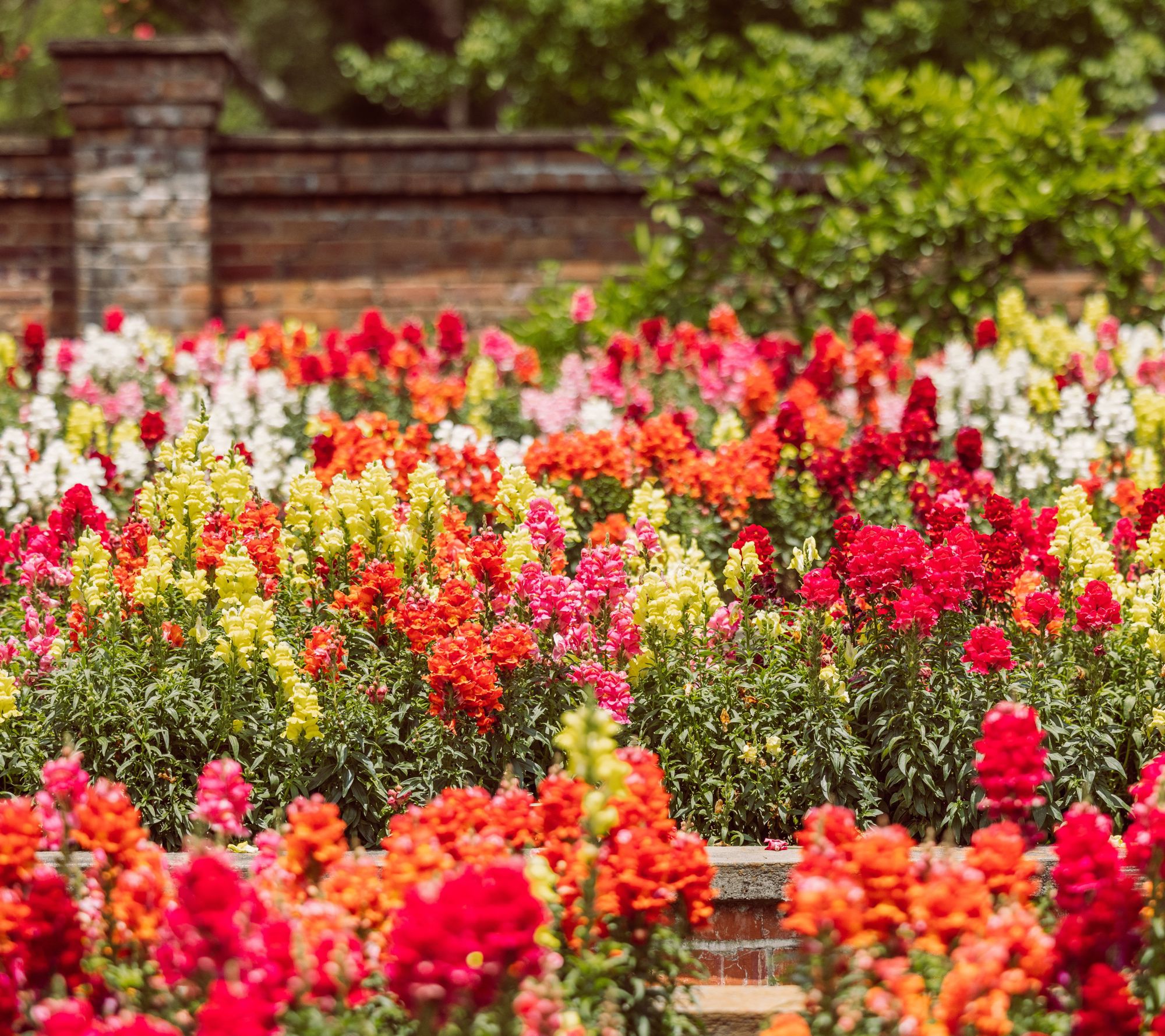 Roberta's 3-Piece Snappy Snapdragons Collection Live Plants