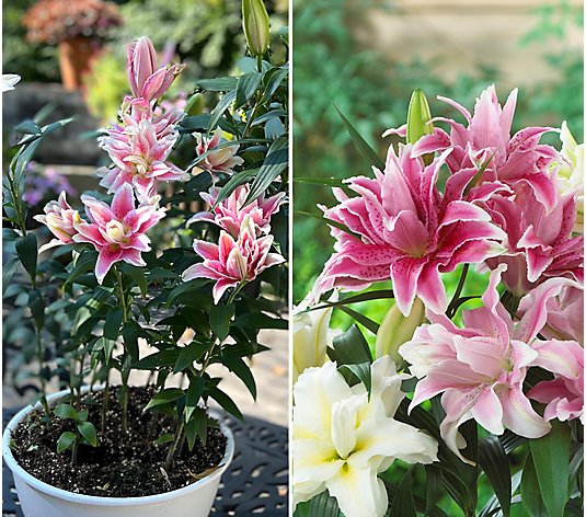 Roberta's 6-pc. Fragrant Roselily Bulb Collection with Fertilizer