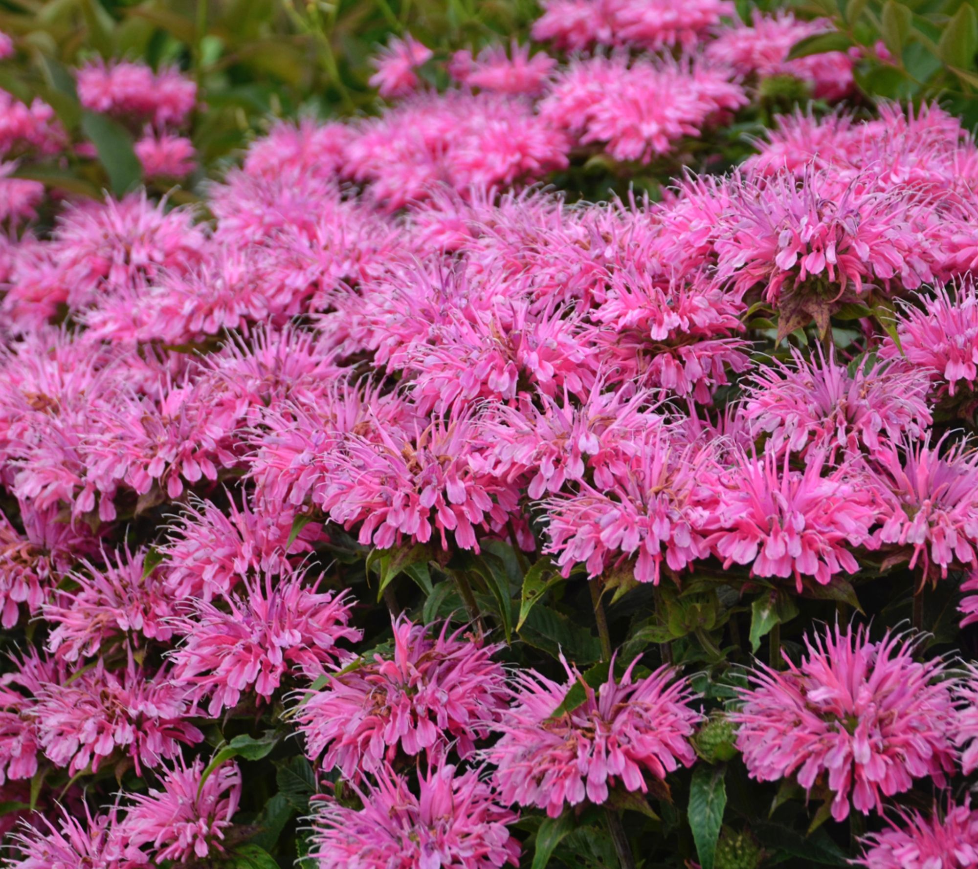 Roberta's 3-Piece BeeMine Beebalm Live Plants