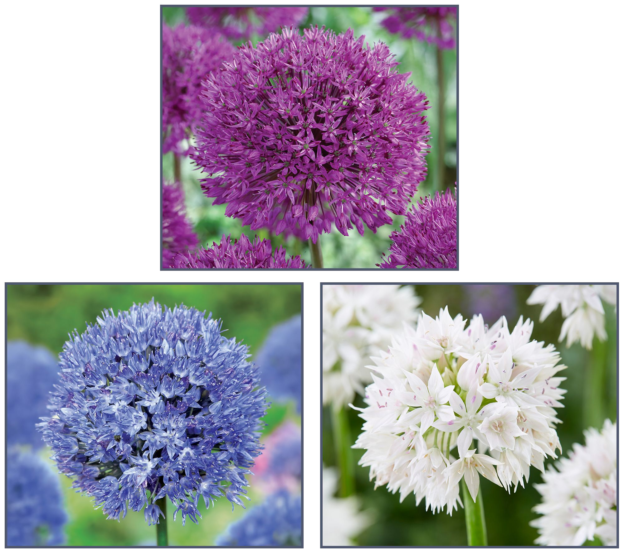 Ships 10/5/26 de Jager 24pc Stunning Alliums Live Bulbs
