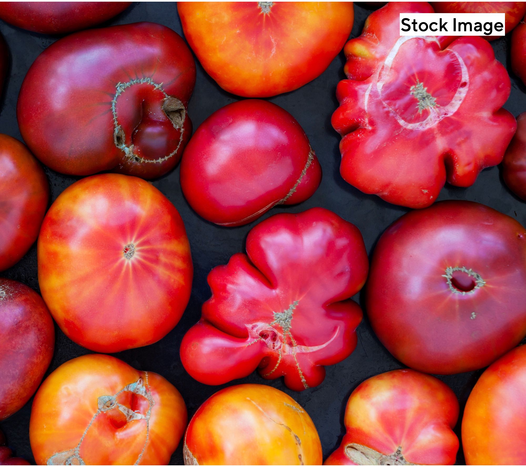 Girl Next Door 3-Piece Juicy Heirloom Tomatoes Live Plants