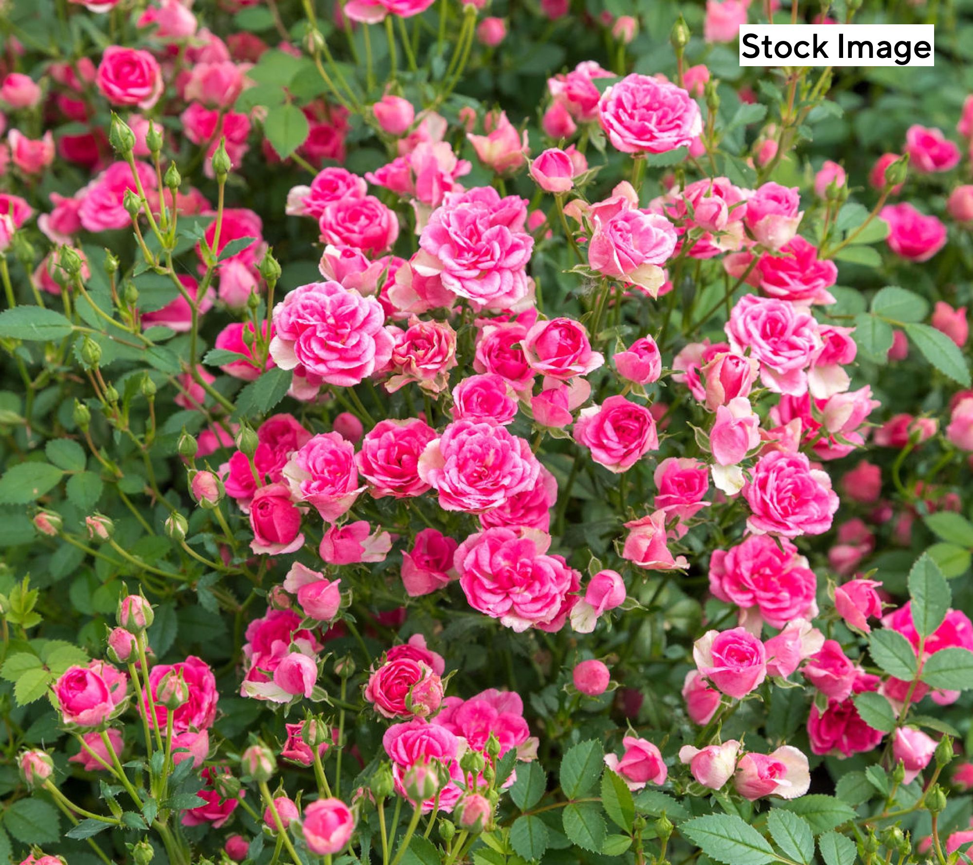 Cottage Farms 2-Piece Pinku Rose Live Plant