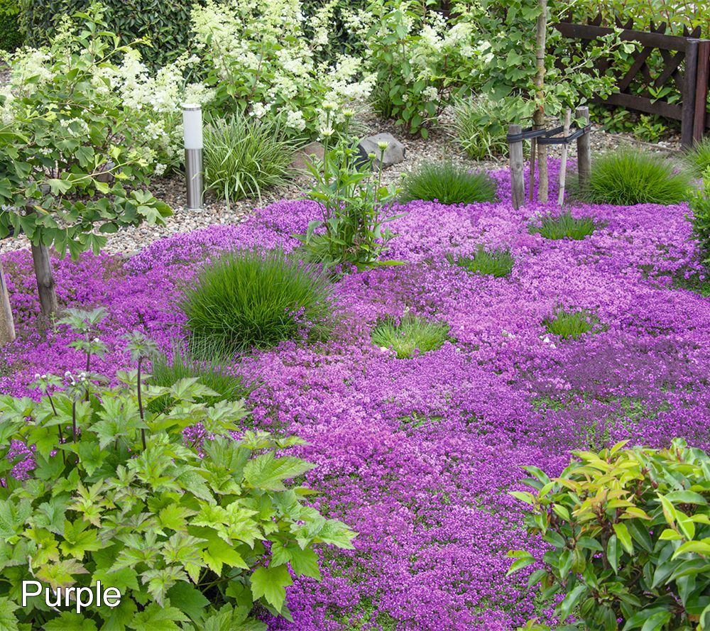 Roberta's 6pc Trample Me Flowering Thyme Live Plant