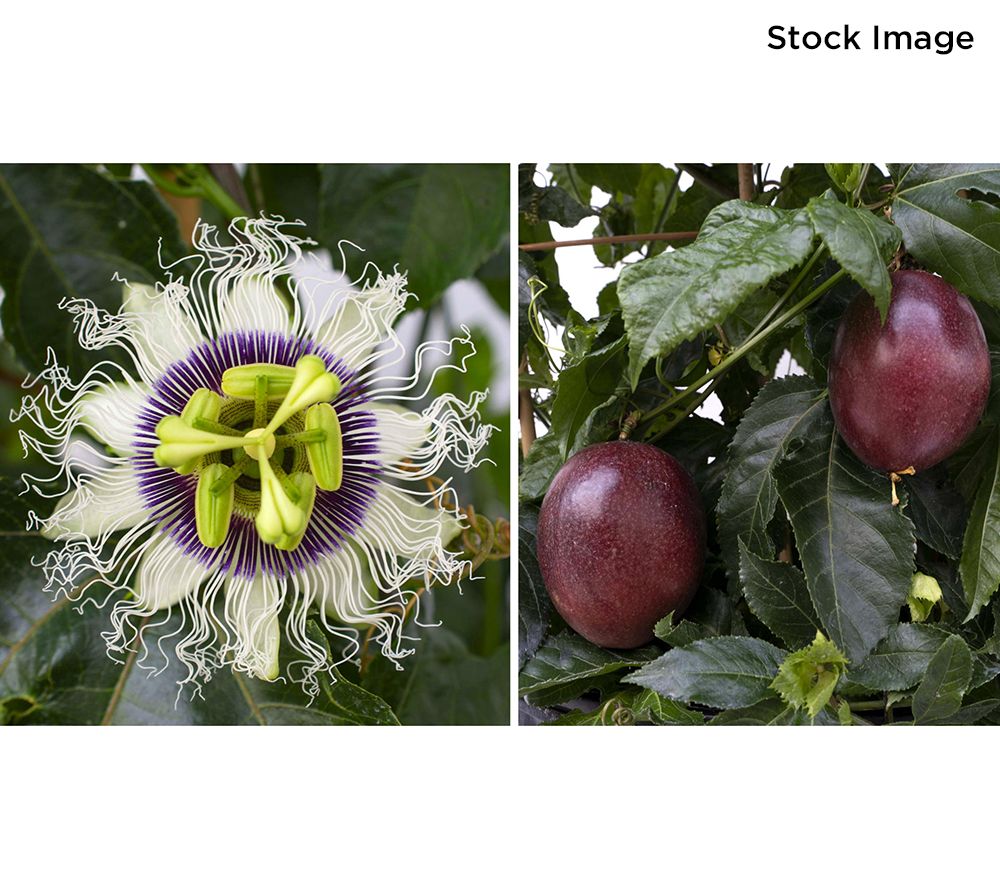 Cottage Farms 1-Piece Poppin' Passion Vine Live Plant