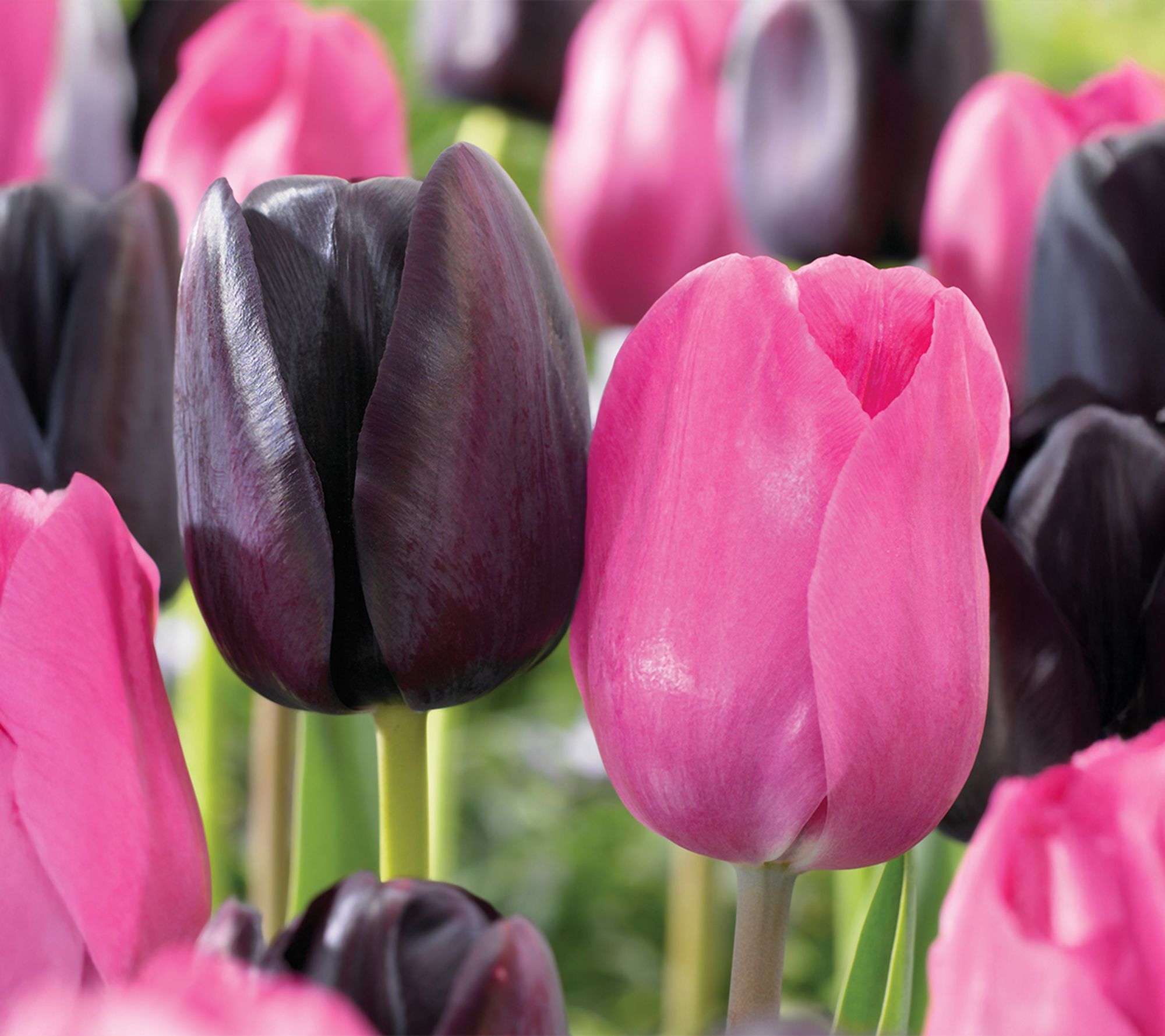 Sh 10/5/26 de Jager 20pc Two-Tone Tulips Live Bulbs