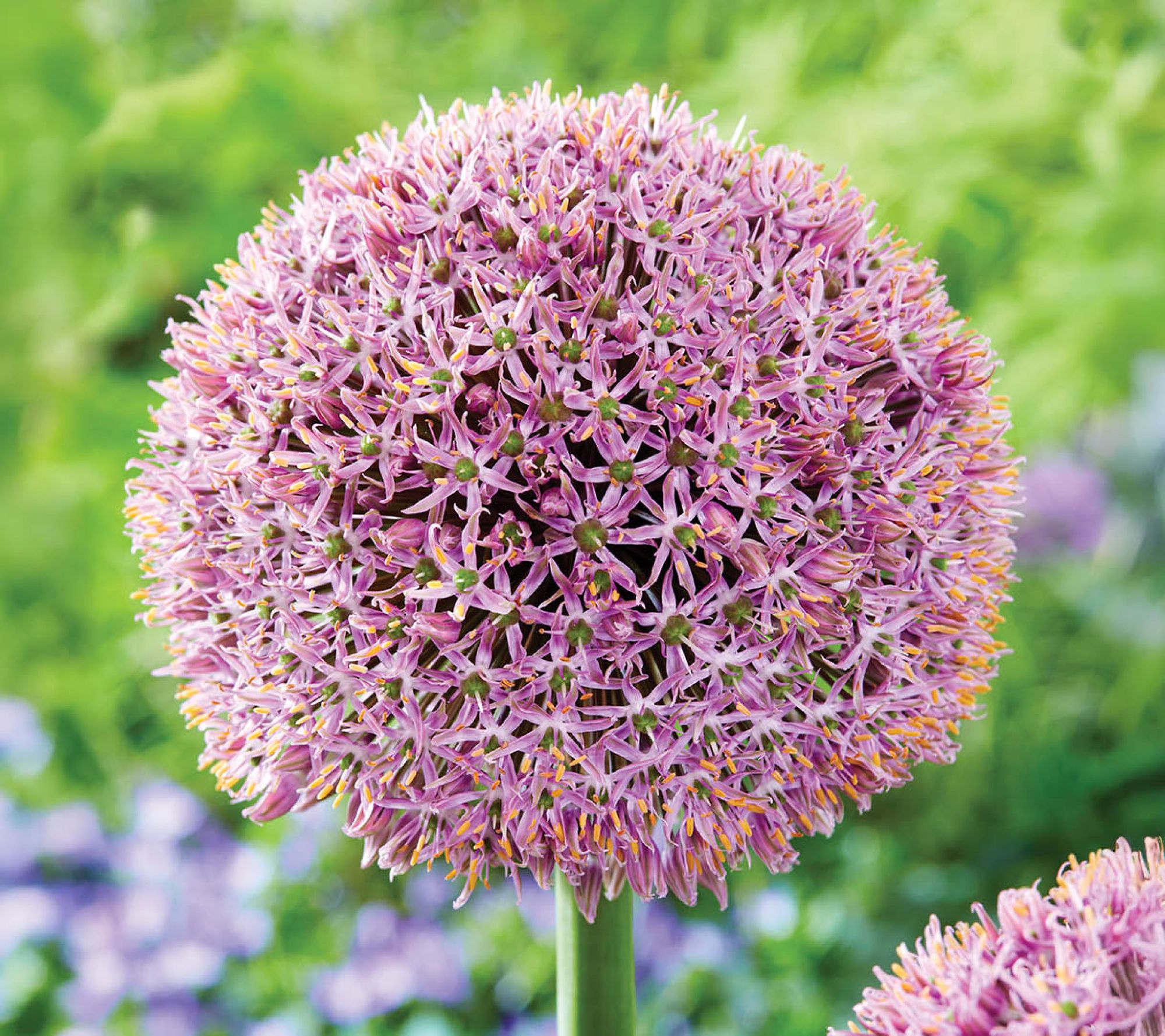 Ships 10/5/26 de Jager 3pc Party Balloons Allium Bulbs