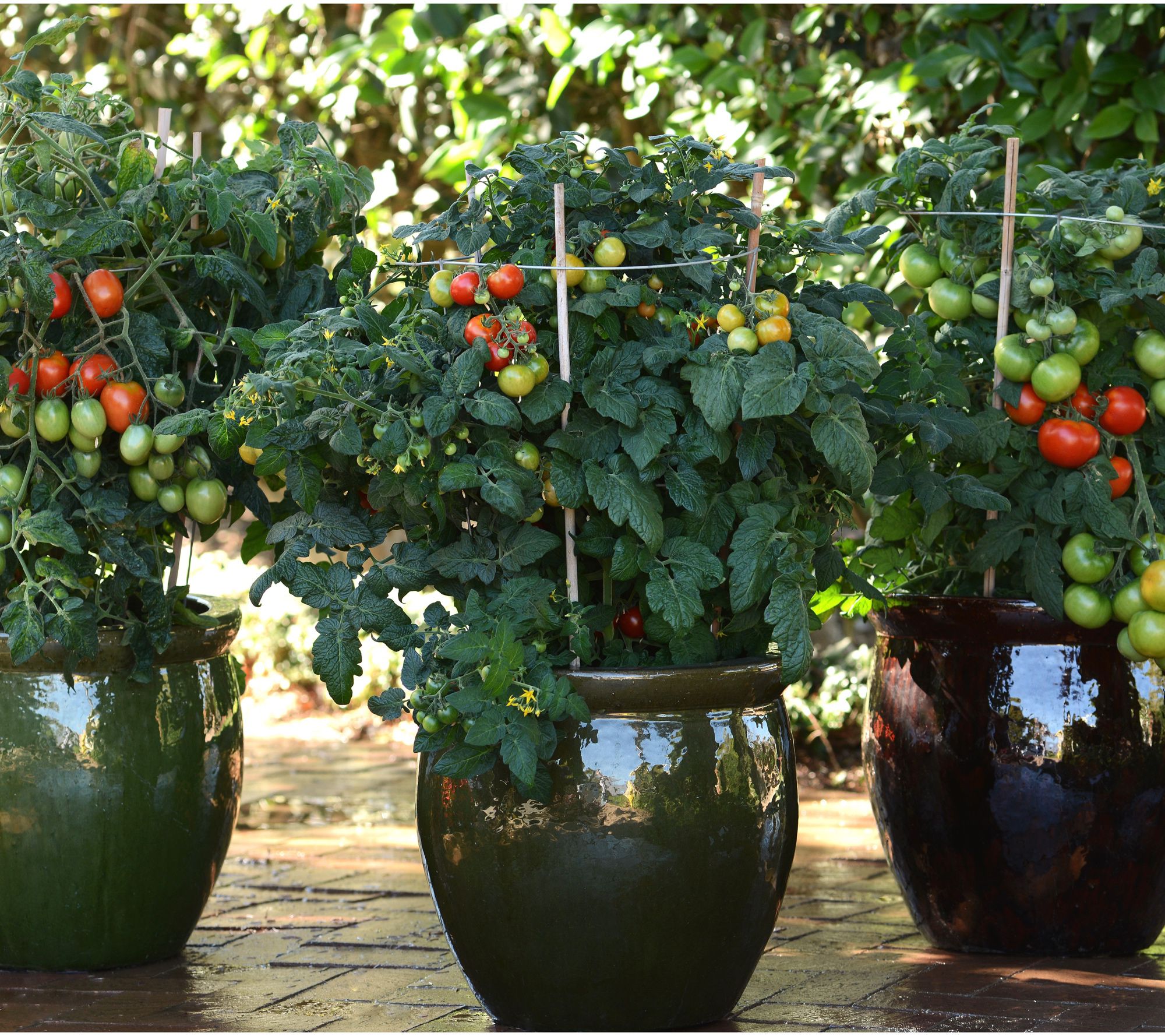 Roberta's 3-Piece Tomato Variety-Pack Live Plants