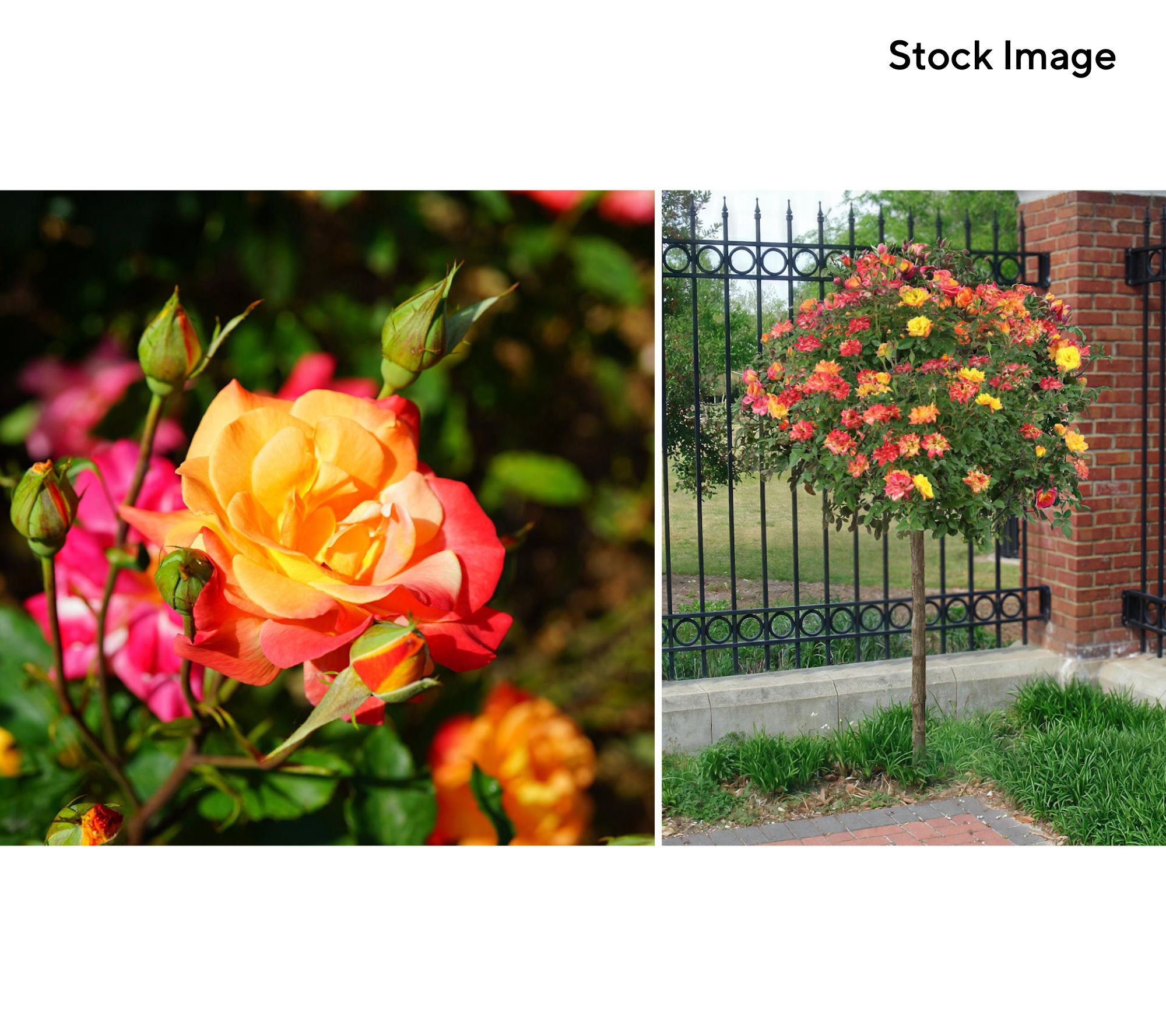 Cottage Farms 1-piece Rainbow MiniFlora Tree Rose Bareroot