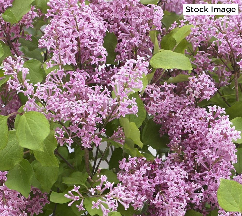 Cottage Farms Reblooming Flowerfesta Pink Lilac Qvc Com