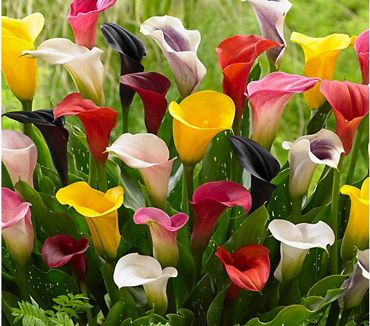 Roberta's 10-piece Colorful Calla Lily Bulb Collection