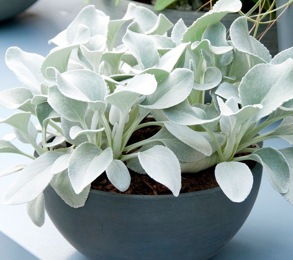 Girl Next Door 3-Piece Angel Wings Senecio Live Plants