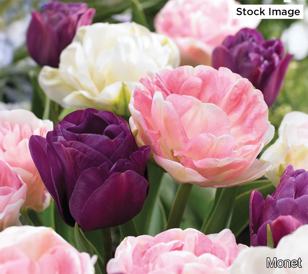 Ships 10/6/25 De Jager 24pc Gently Scented Peony Tulips Live Bulbs