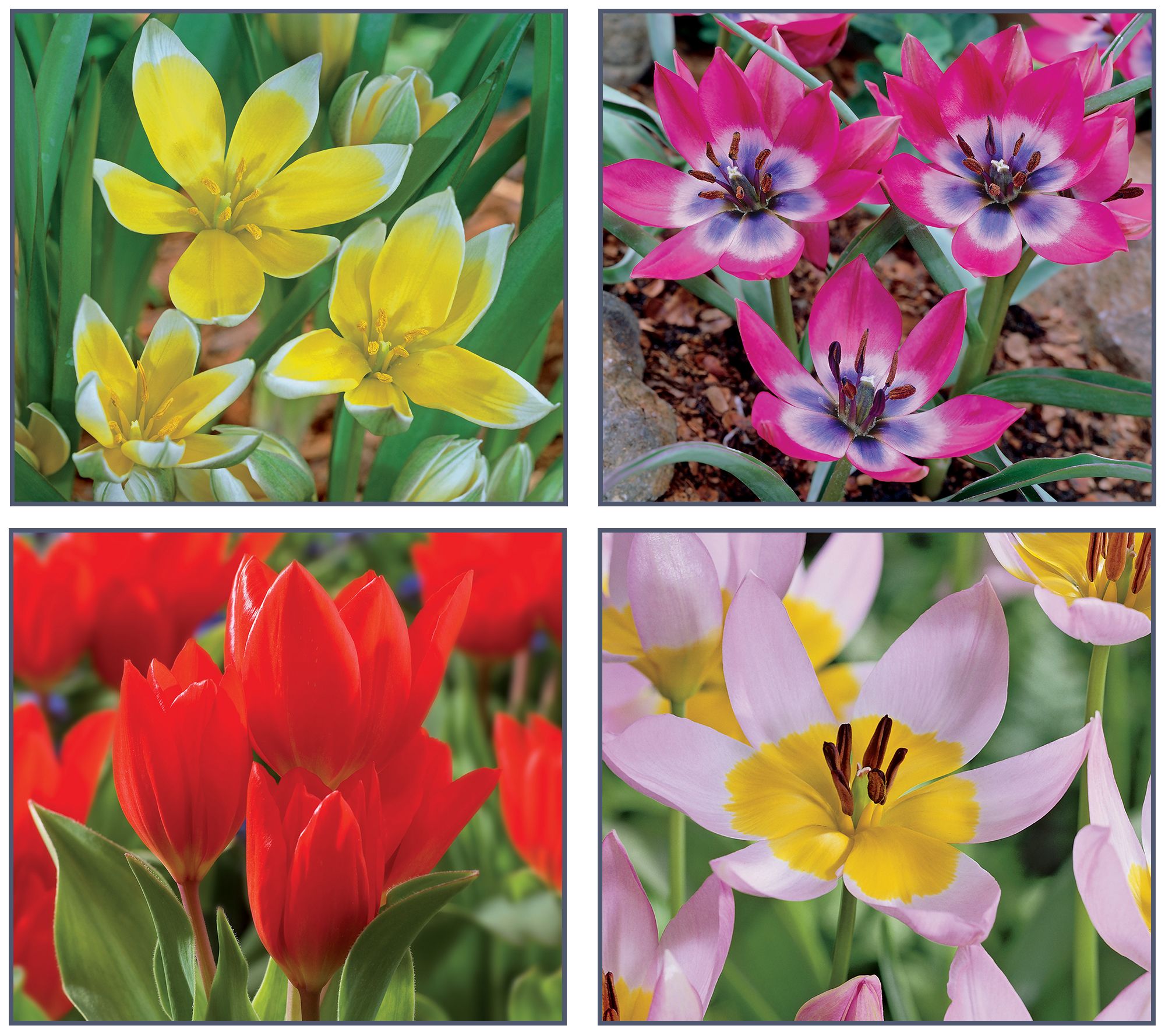 Ships 10/5/26 de Jager 36pc Multiflowering Mini Tulips Live Bulbs