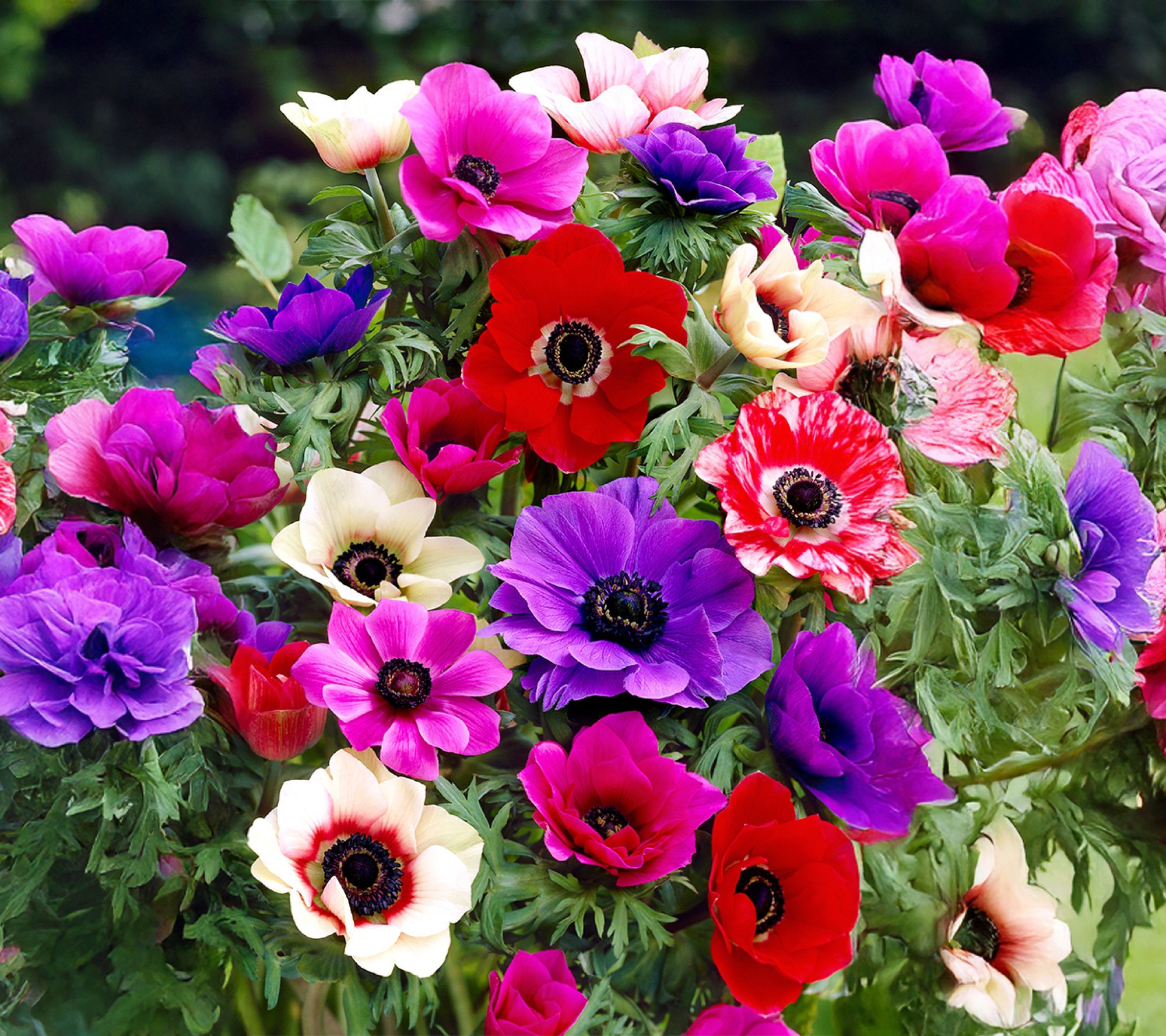 Ships 10/5/26 de Jager 24pc Amazing Anemone da Caen Live Corms