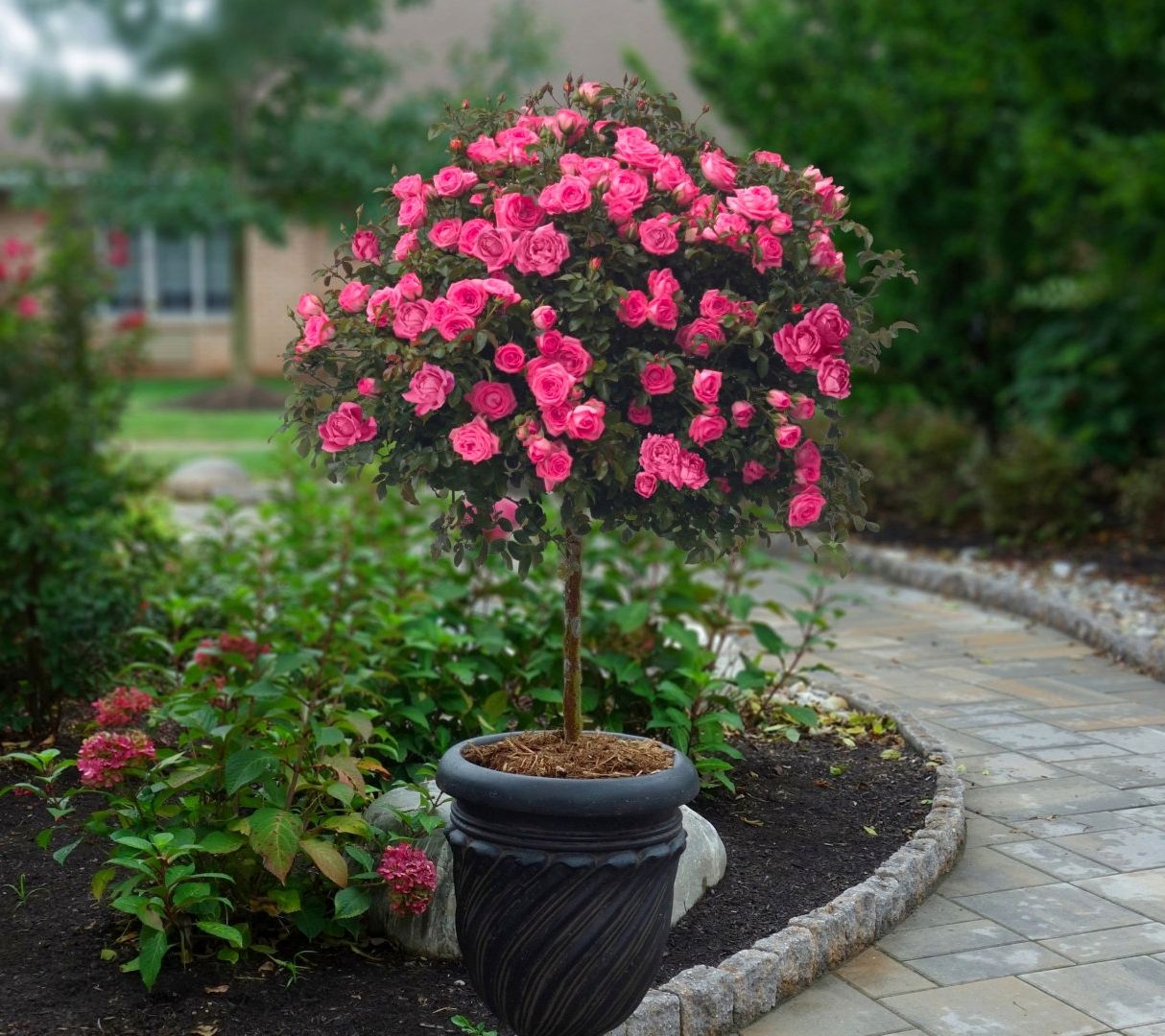 Cottage Farms 1-Piece Double Knock Out Tree Rose Bareroot