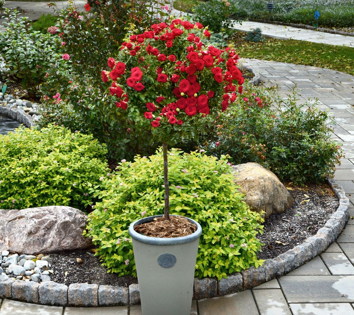 Cottage Farms 1-Piece Double Knock Out Tree Rose Bareroot