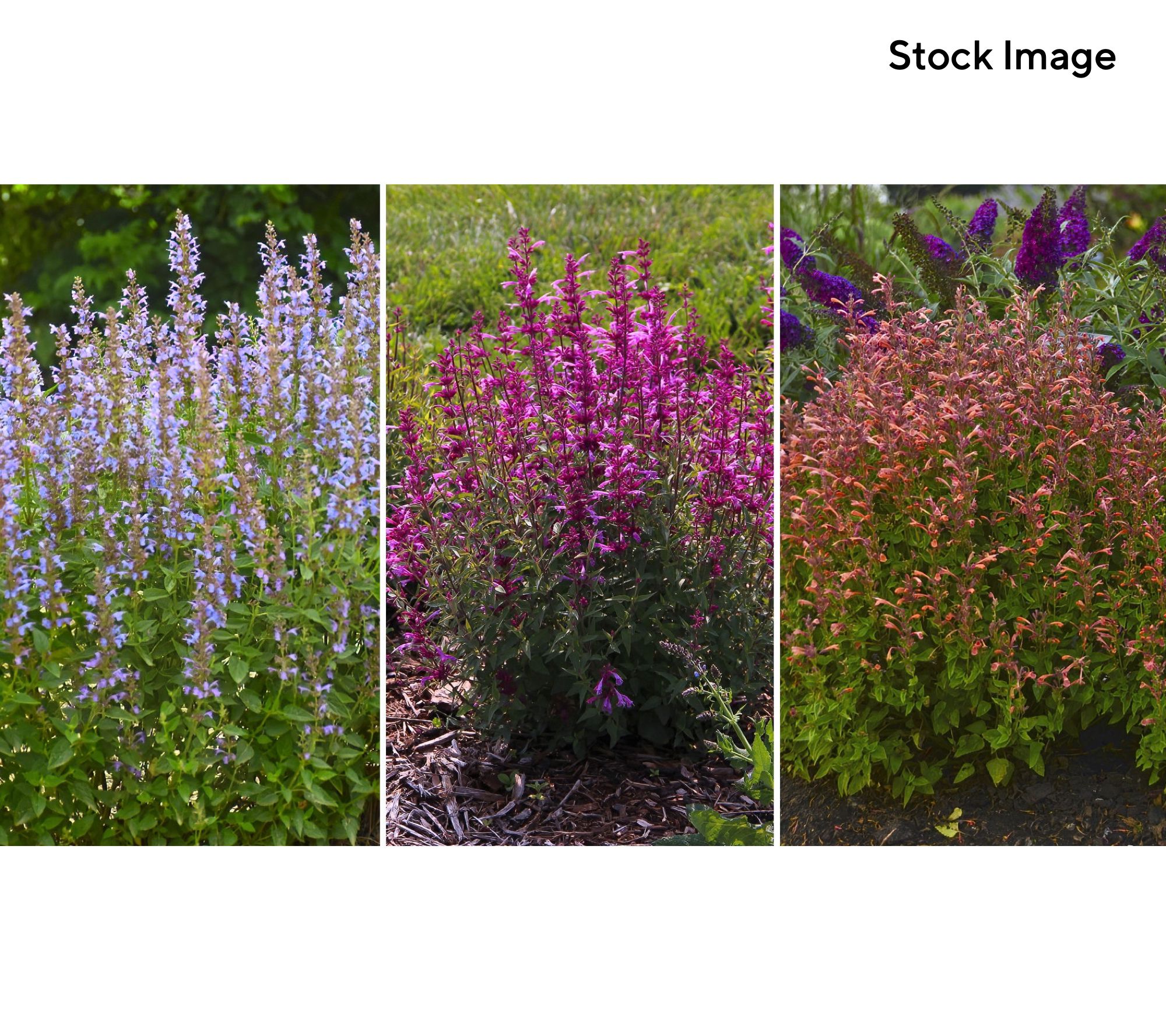 Cottage Farms 3-Piece Hummingbird Mint Live Plants