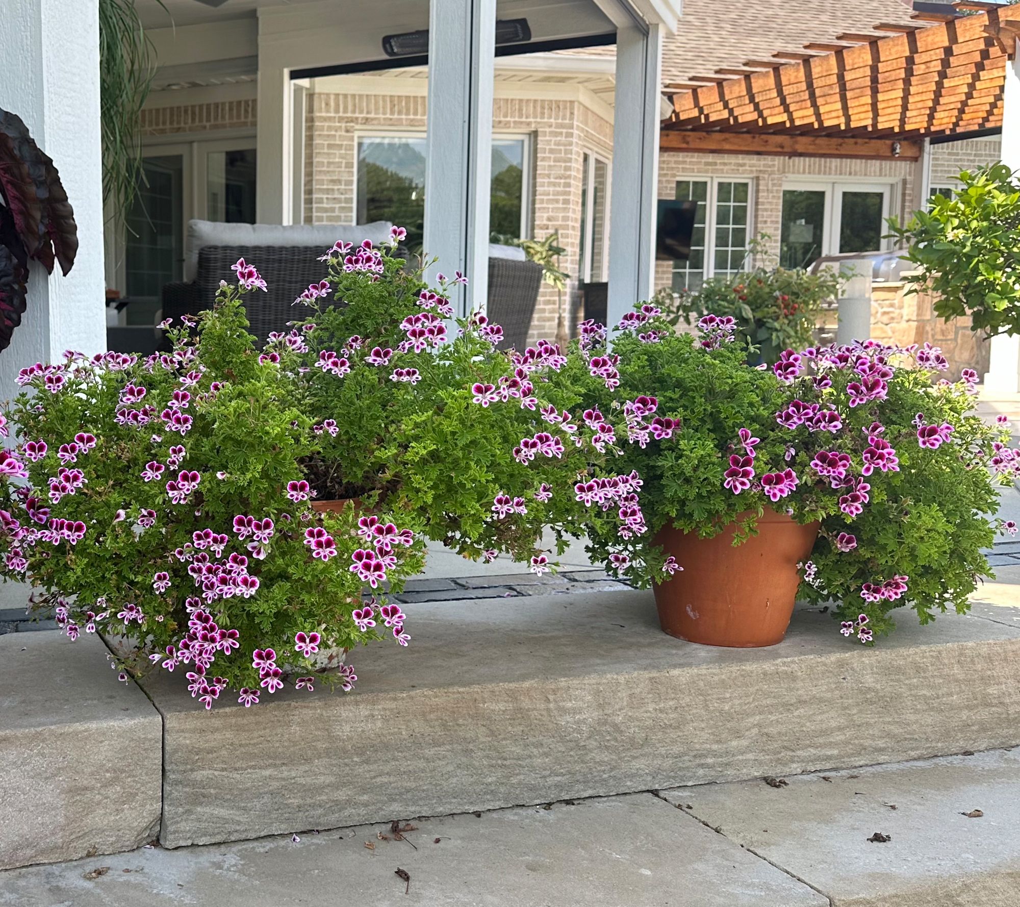 Roberta's 3Pc Mosquitaway Citronella Geranium Live Plants