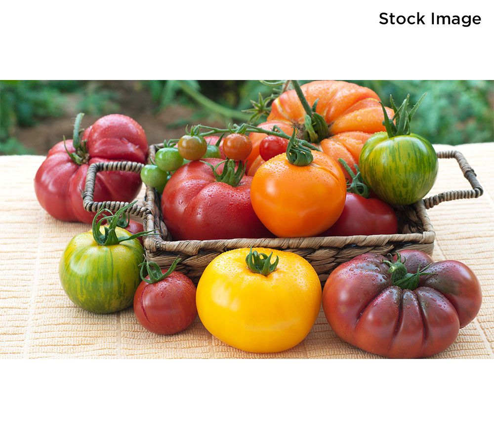 Girl Next Door 3-Piece Juicy Heirloom Tomatoes Live Plants