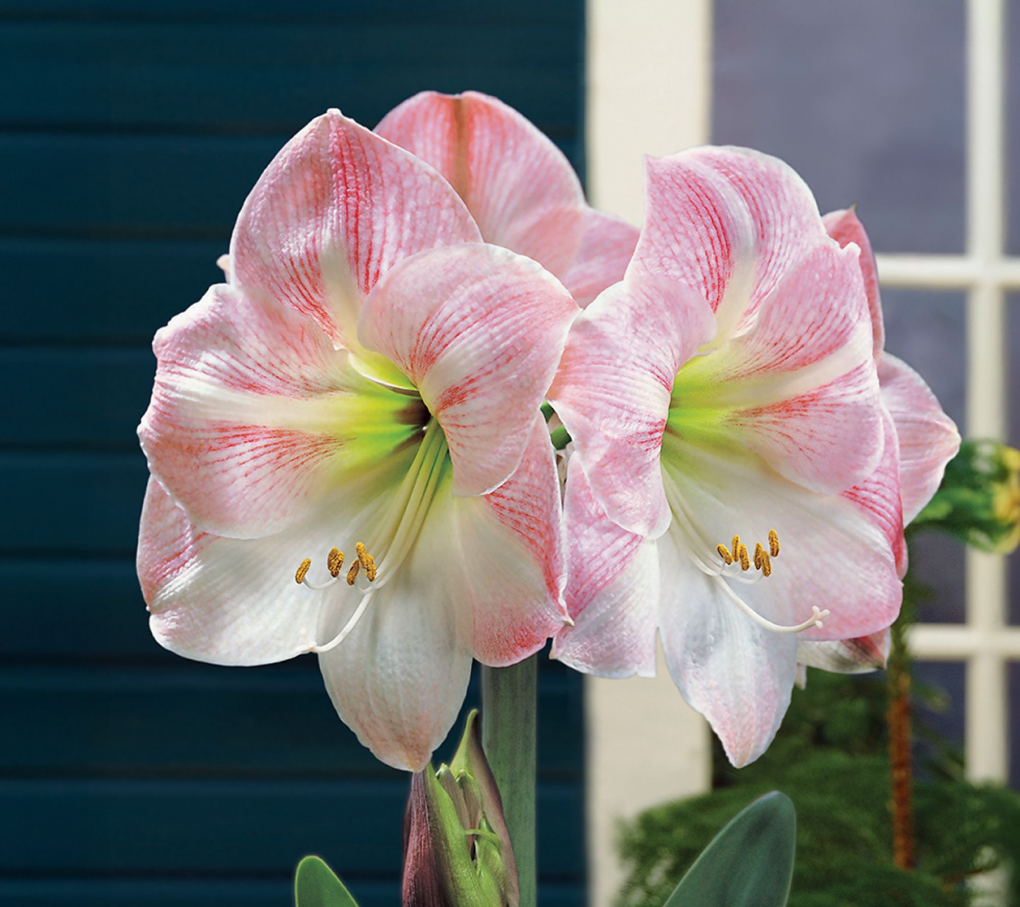 Ships 10/5/26 de Jager 1pc Gigantic Amaryllis Live Bulb