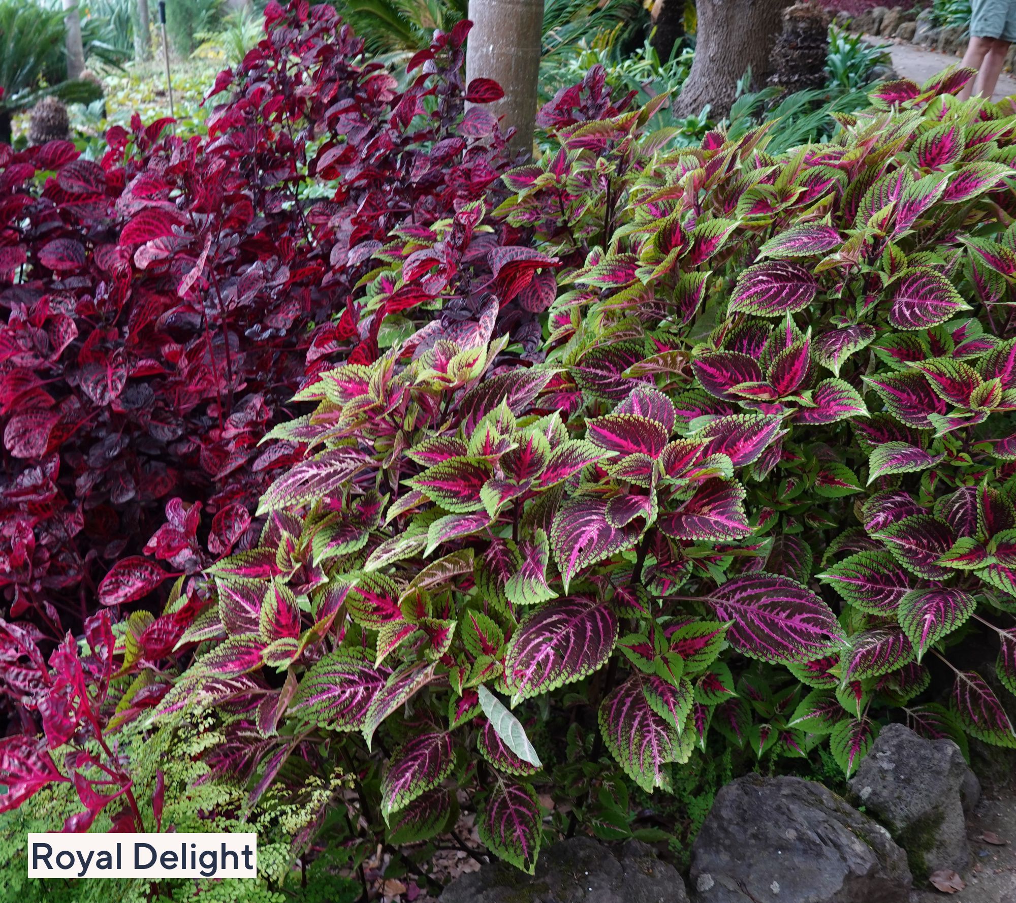 Girl Next Door 3pc Colorful Coleus Collection Live Plants