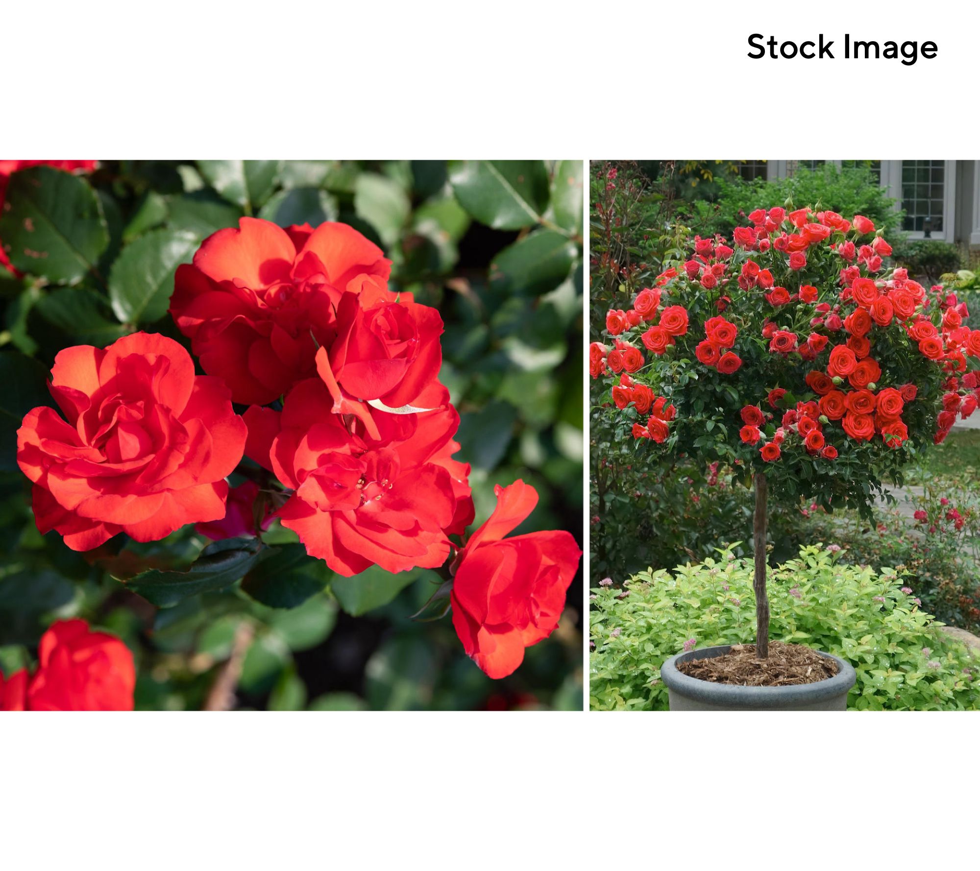 Cottage Farms 1-Piece Patio Tree Rose Bareroot