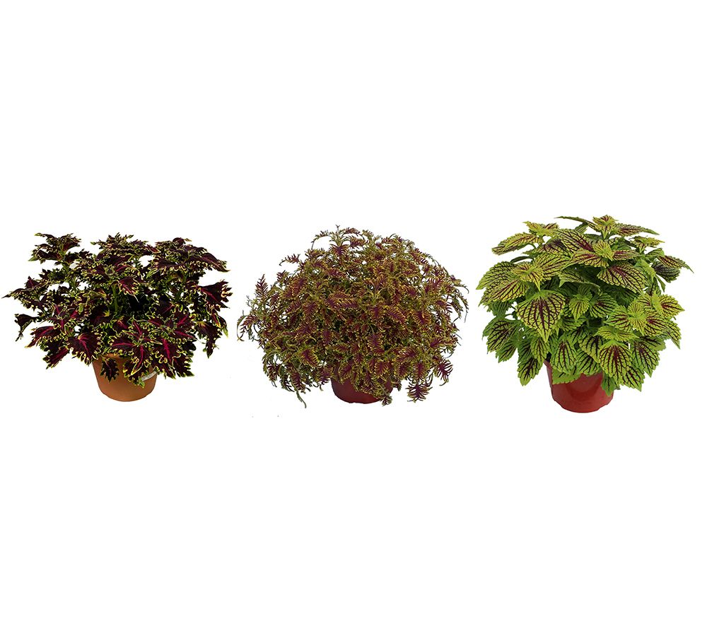 Girl Next Door 3Pc Colorful Coleus Collection Live Plants