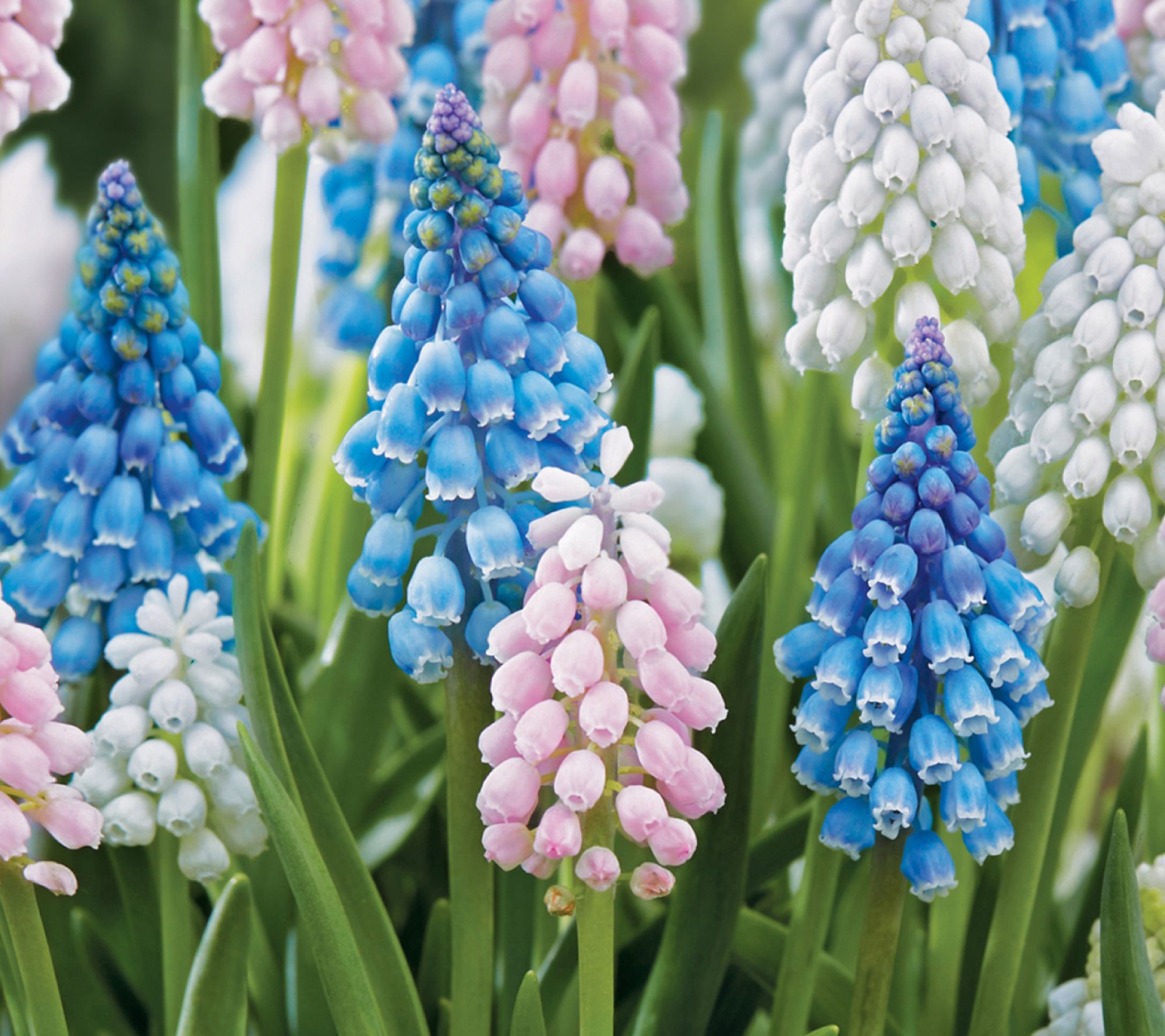 Ships 10/5/26 de Jager 24pc Magical Muscari Live Bulbs