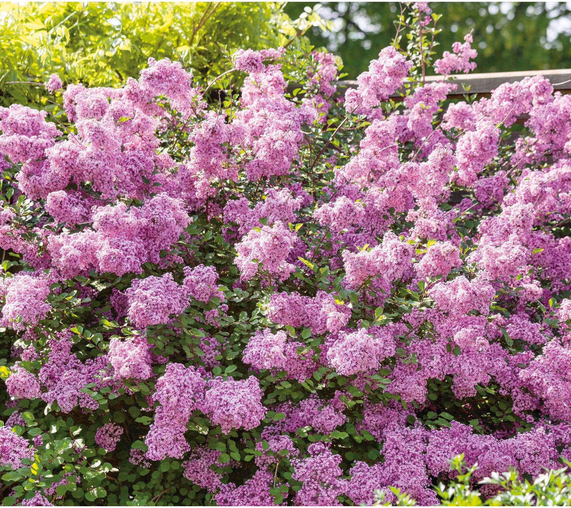 Roberta's 1pc Flowerfesta ReBlooming Lilac Live Plant