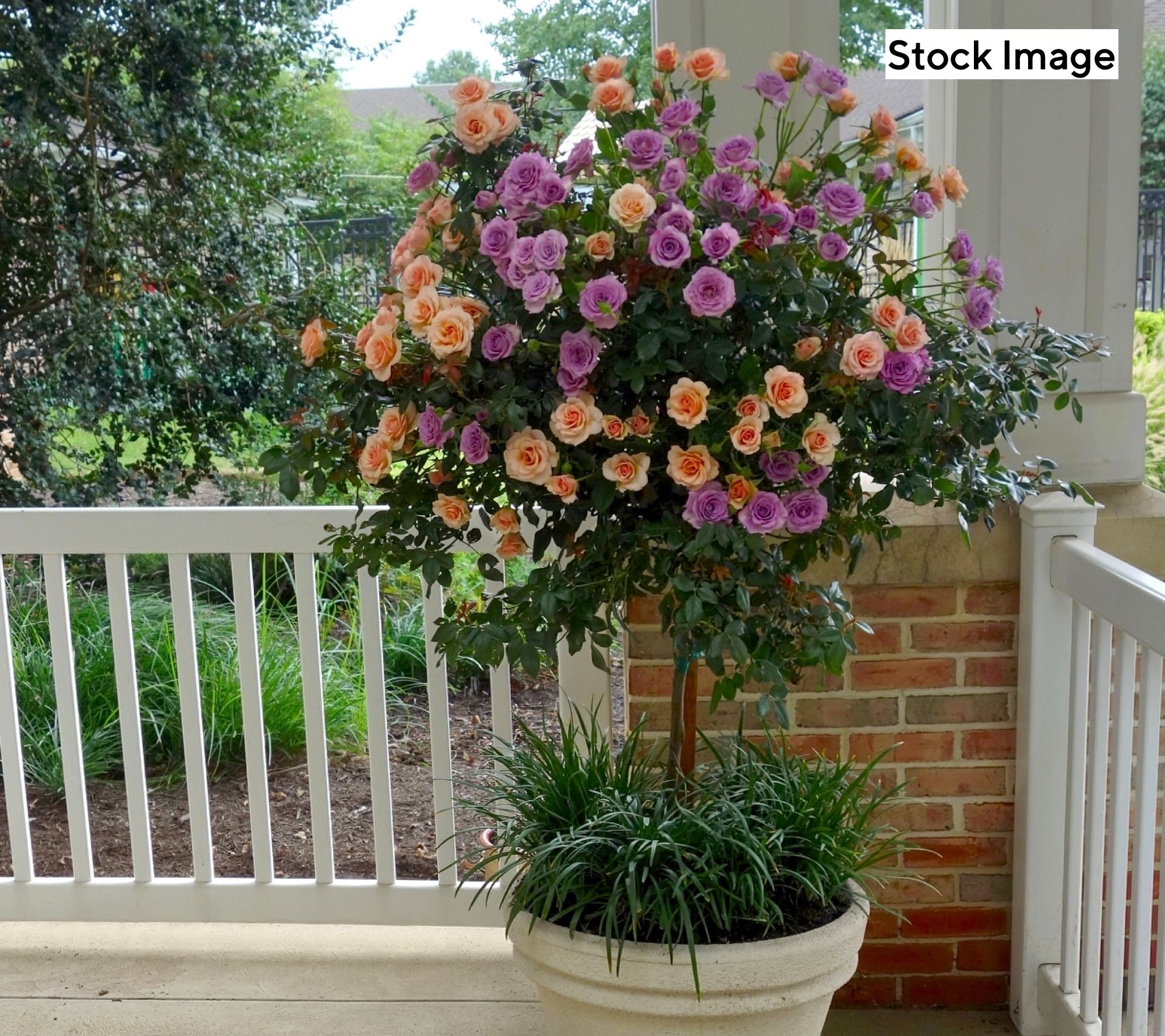 Cottage Farms 2-N-1 Angel Face and Cherish Tree Rose Bareroot