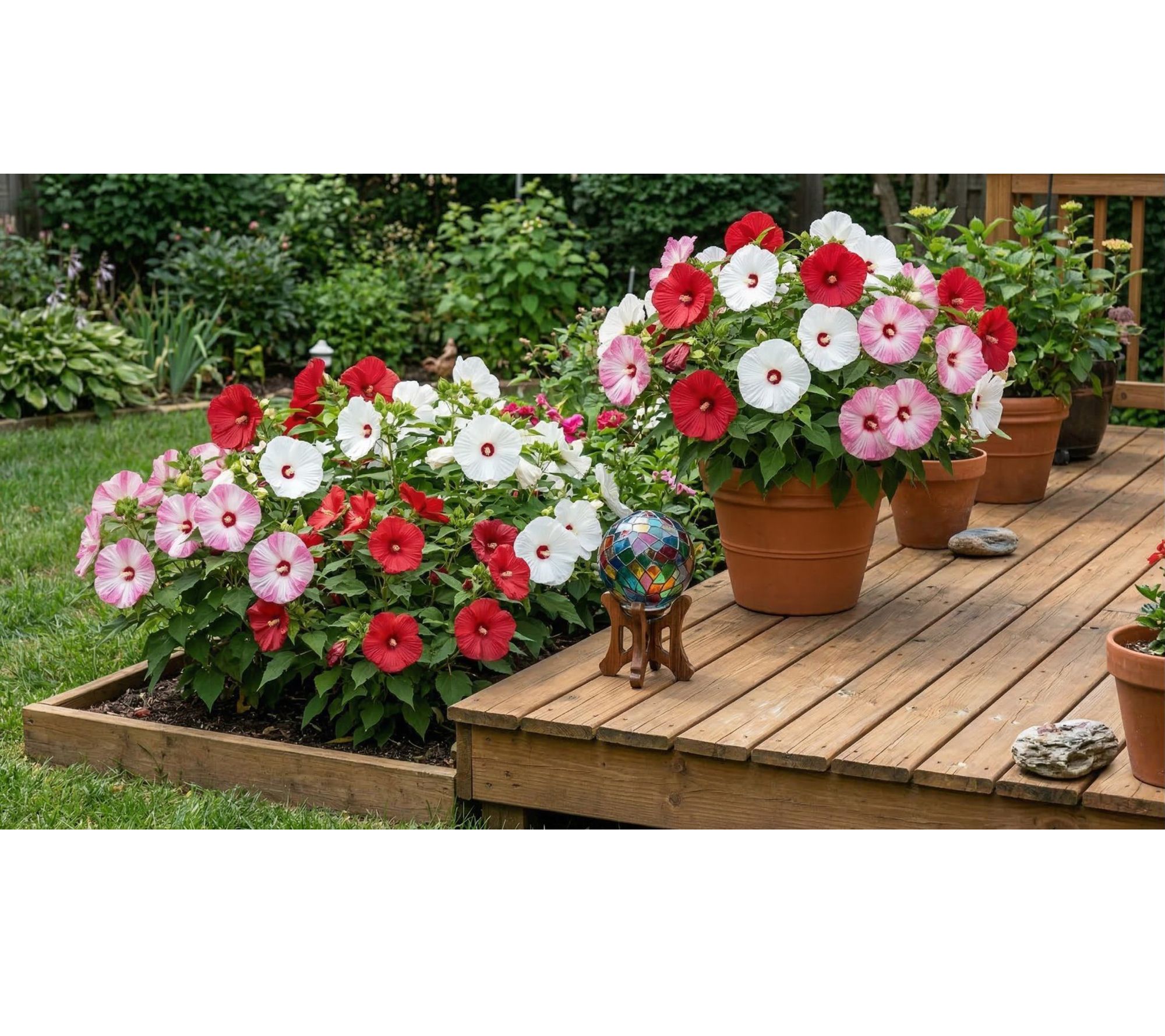 Cottage Farms 2-Piece 3-N-1 Luna Hibiscus Live Plants