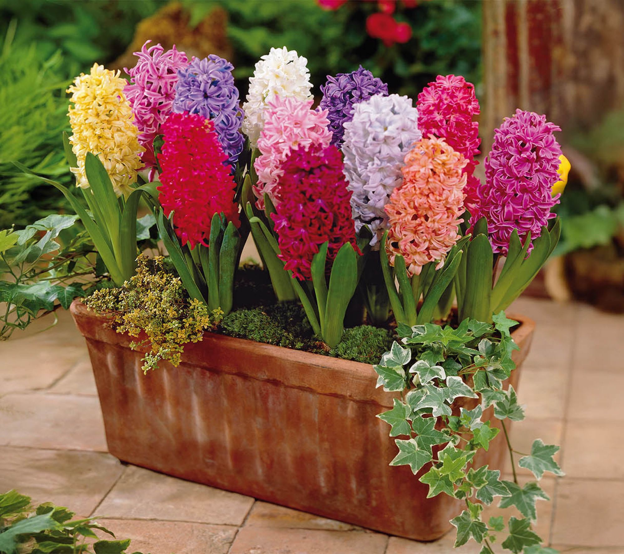 Ships 10/5/26 de Jager 12pc HIghly Fragrant Hyacinth Live Bulbs