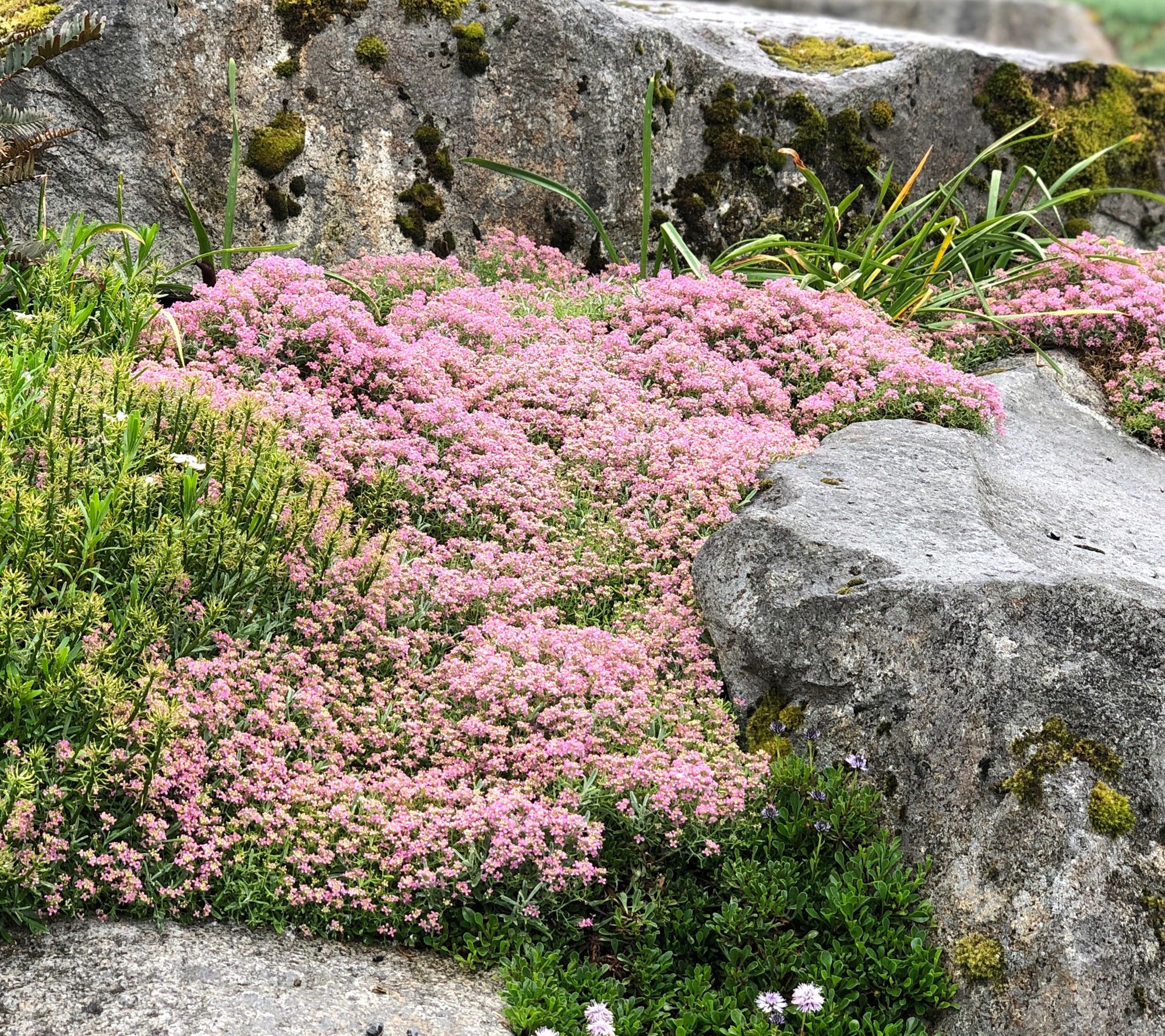 Roberta's 6pc Trample Me Flowering Thyme Groundcover Live Plants