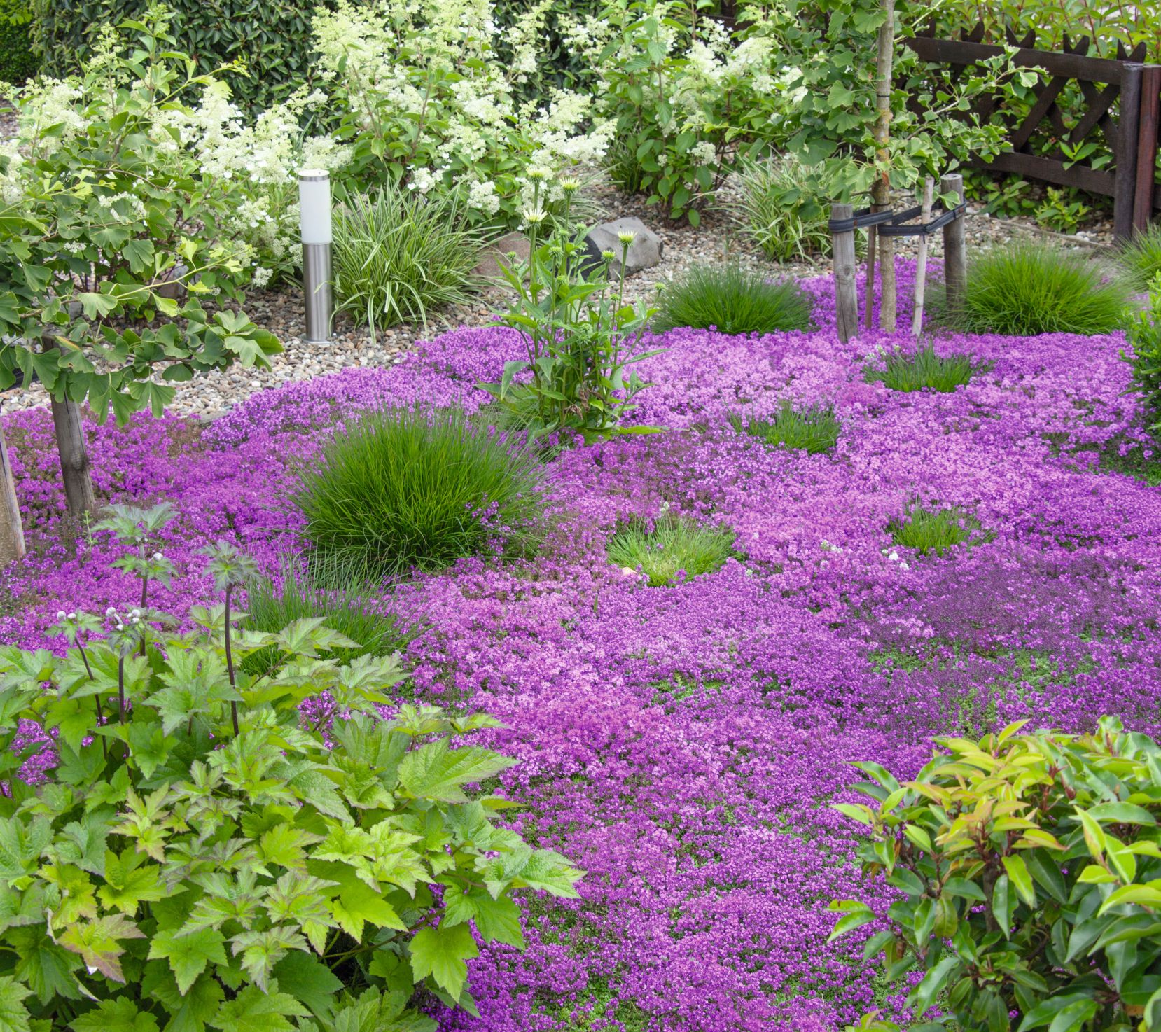 Roberta's 6pc Trample Me Flowering Thyme Groundcover Live Plants