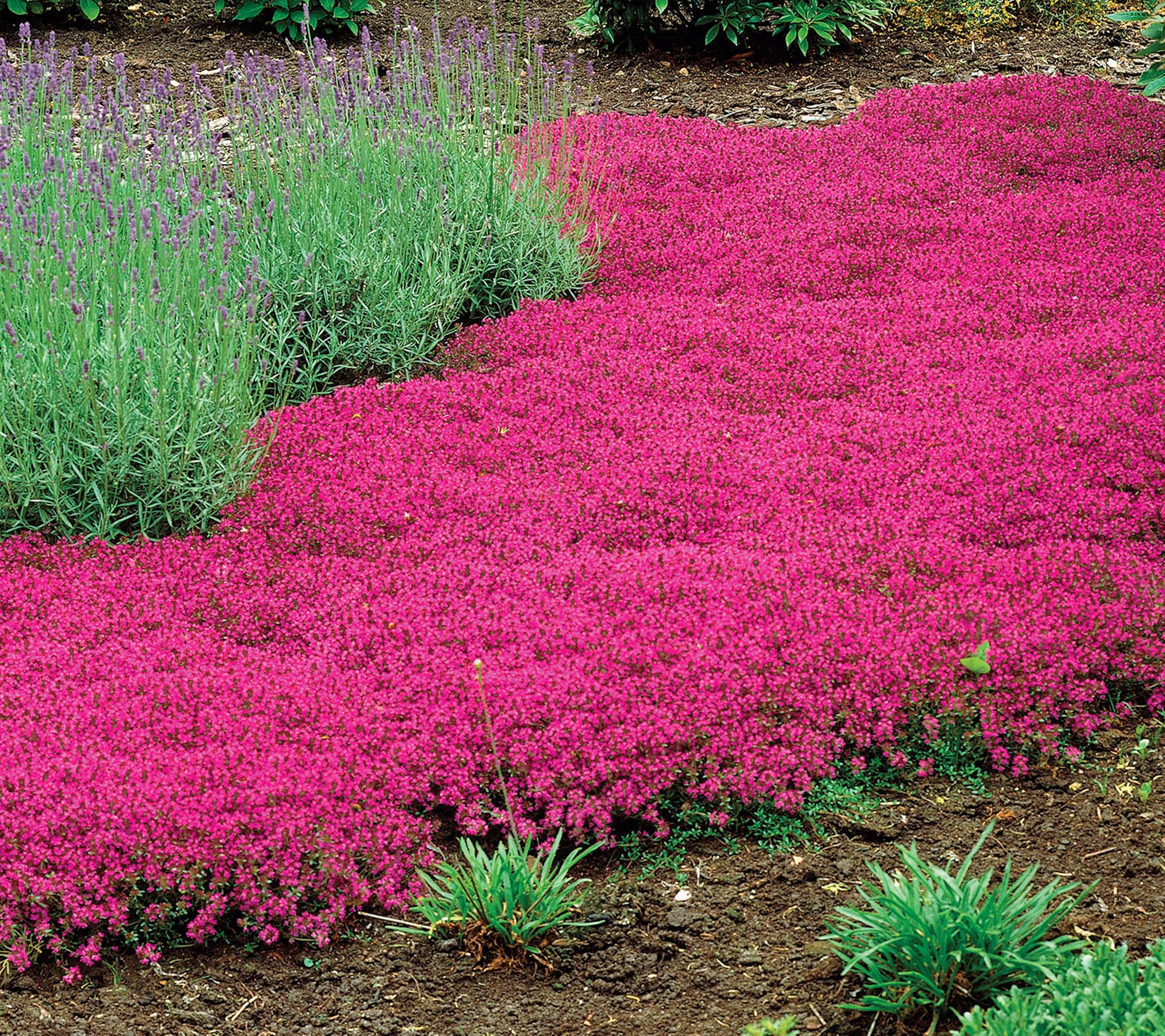 Roberta's 6pc Trample Me Flowering Thyme Groundcover Live Plants