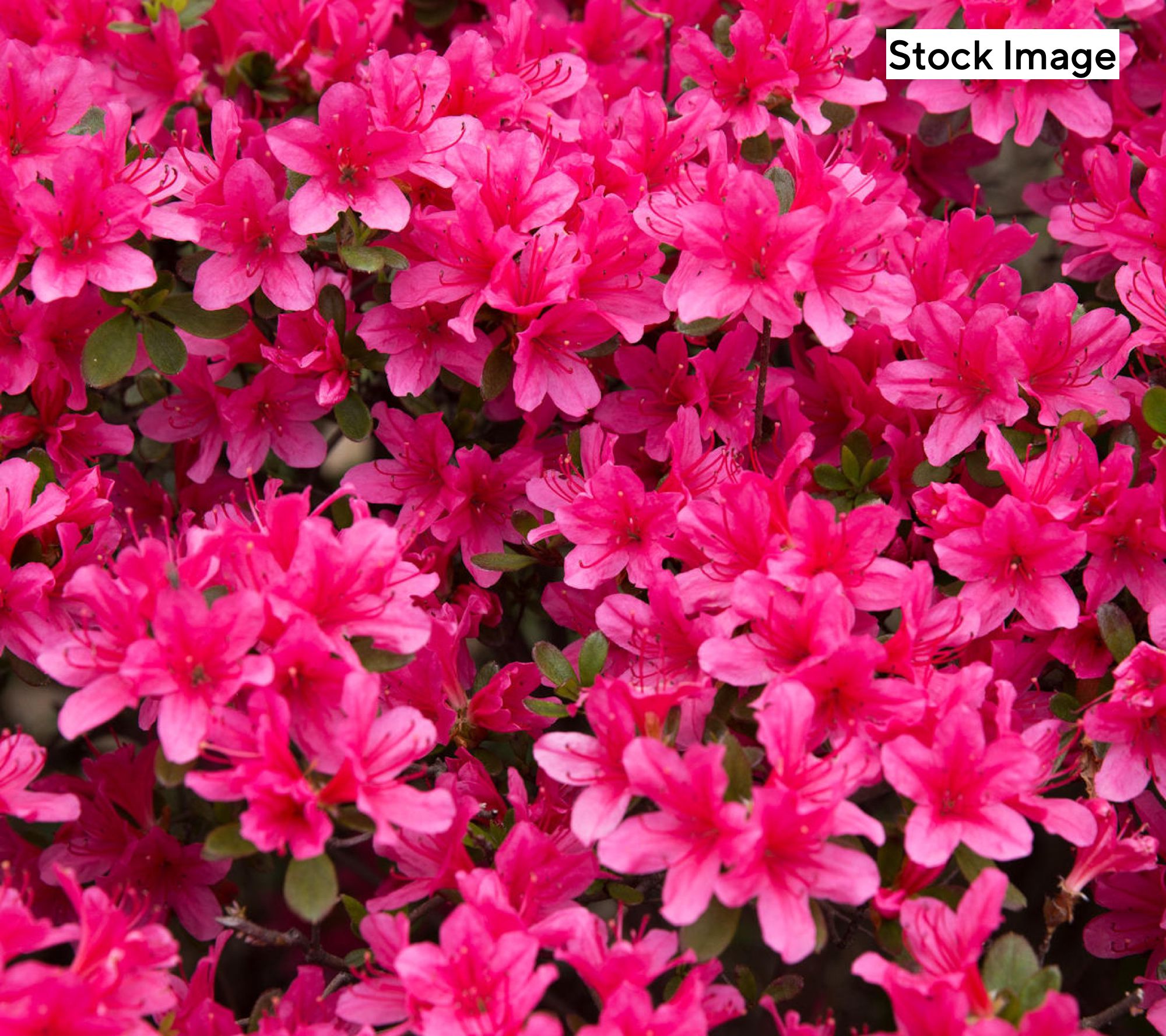 Cottage Farms 2-Piece Reblooming Azalea Live Plants