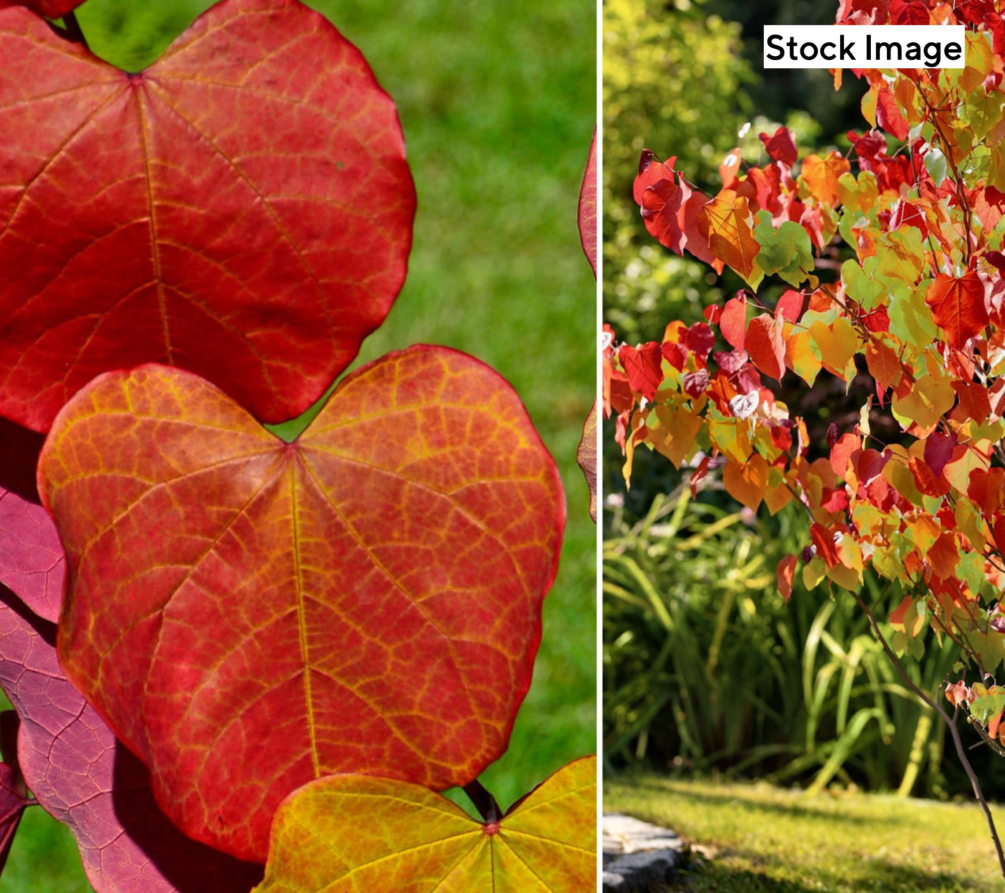 Cottage Farms 1-Piece Hearts A'Fire Redbud Tree Live Plant