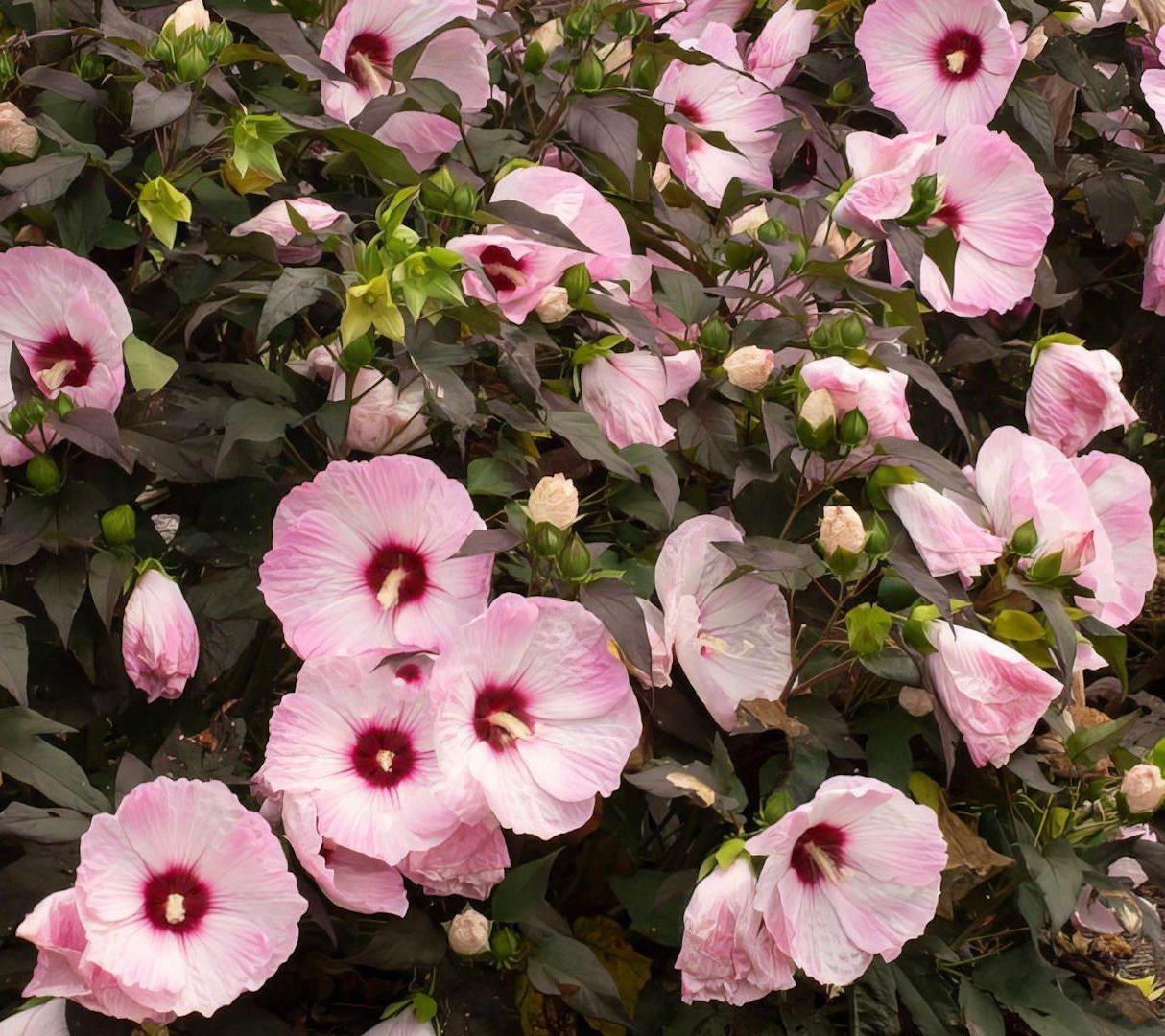 Cottage Farms 1-Piece Head Over Heels Hibiscus Live Plant