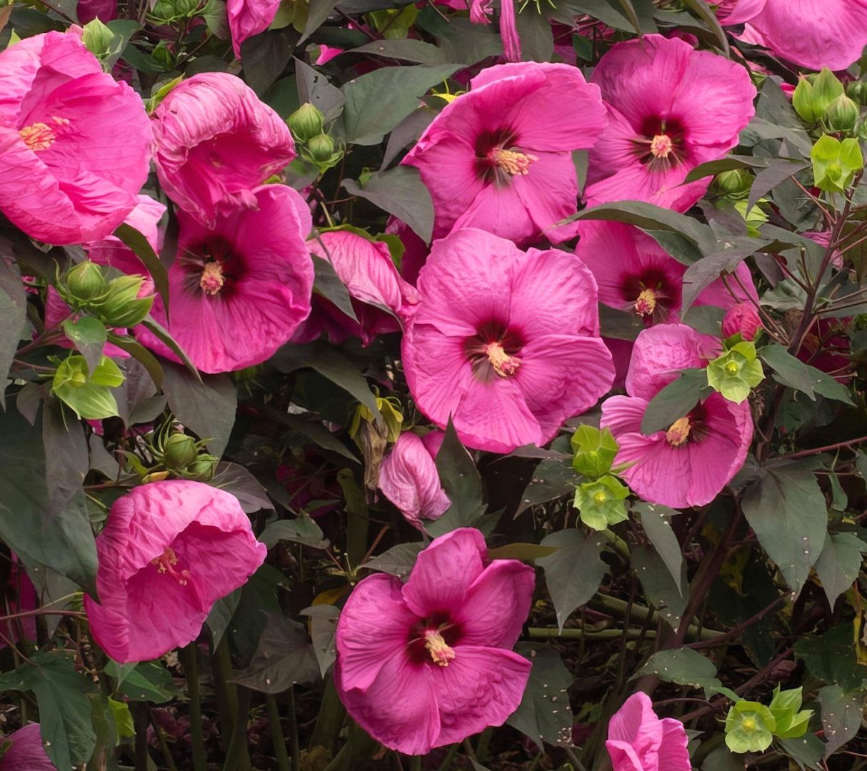 Cottage Farms 1-Piece Head Over Heels Hibiscus Live Plant