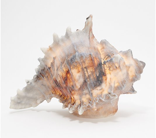Barbara King Illuminated Sandstone Seashell Collection