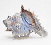 Barbara King Illuminated Sandstone Seashell Collection, 5 of 6