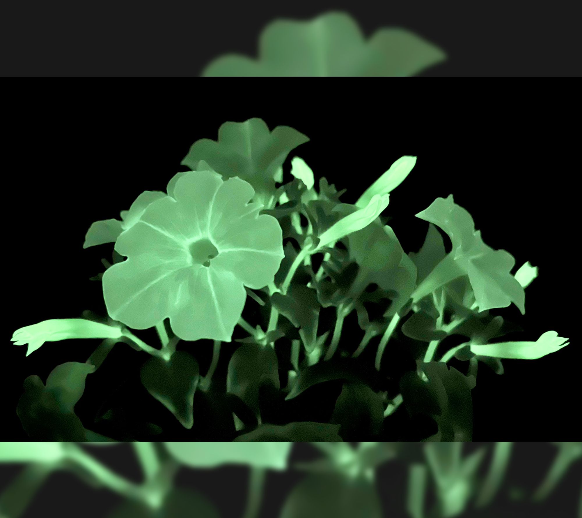 Roberta's 1pc Glow in the Dark Firefly Petunia Live Plant w/ Food