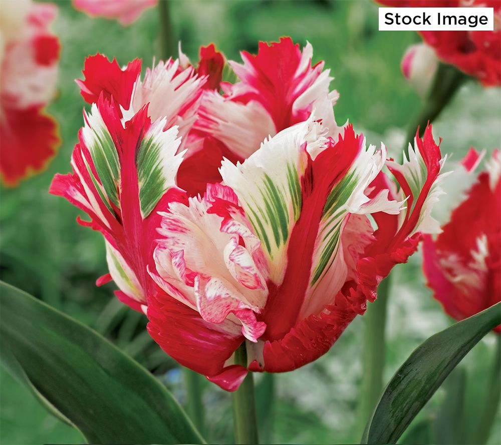 Ships 10/6/25 De Jager 15-Piece Parrot Tulip Live Bulbs