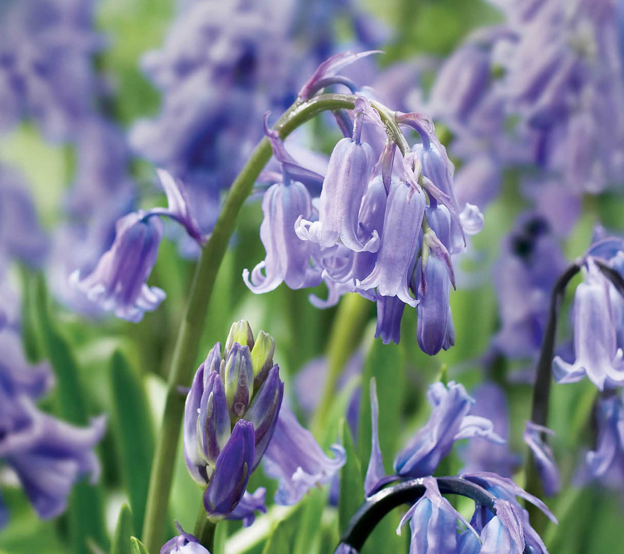 Ships 10/5/26 de Jager 15pc True English Bluebell Live Bulbs