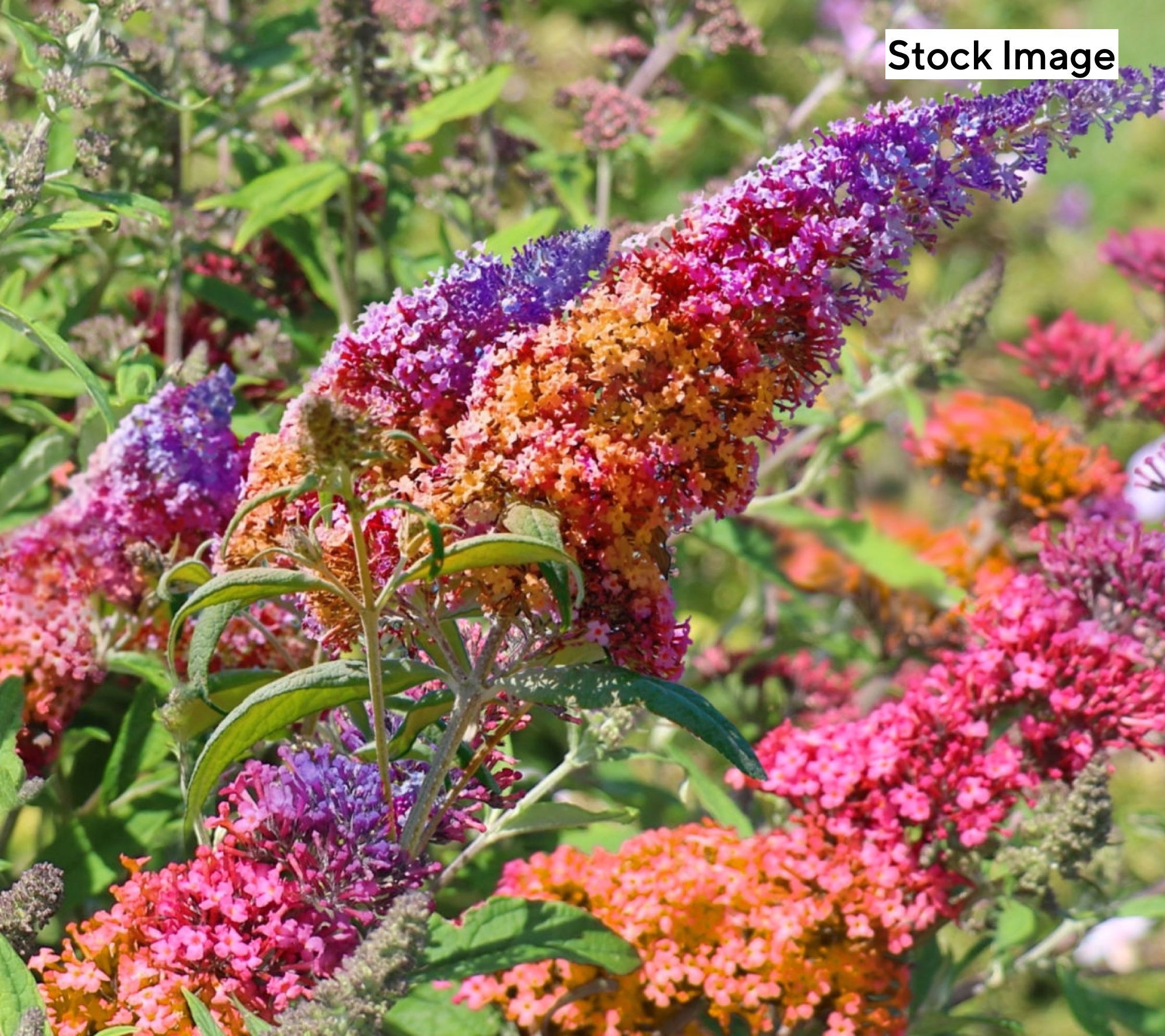  Cottage Farms 3-Piece Tricolor Butterfly Bush Live Plants